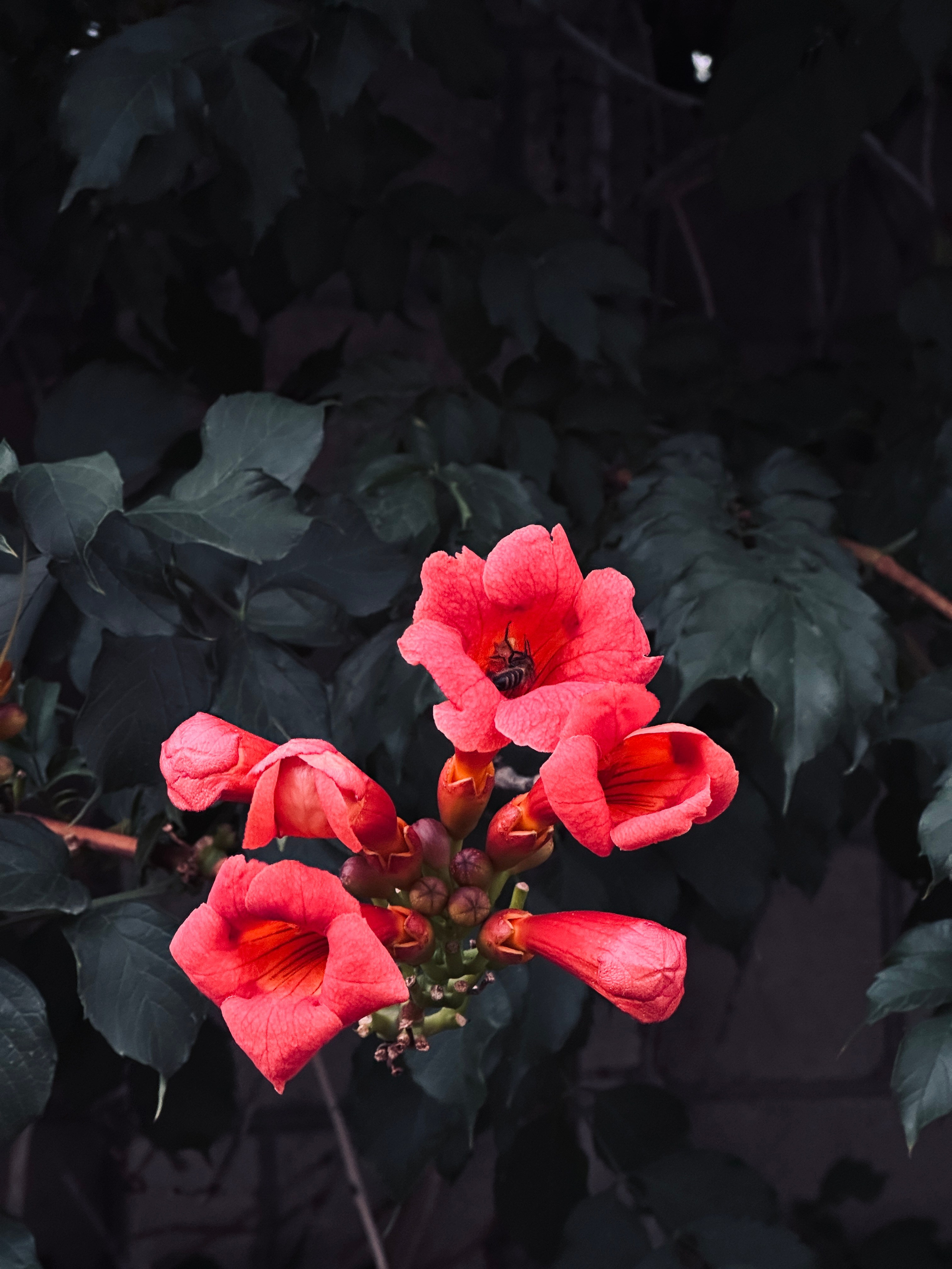 Макро любовь. Смотри, красота!