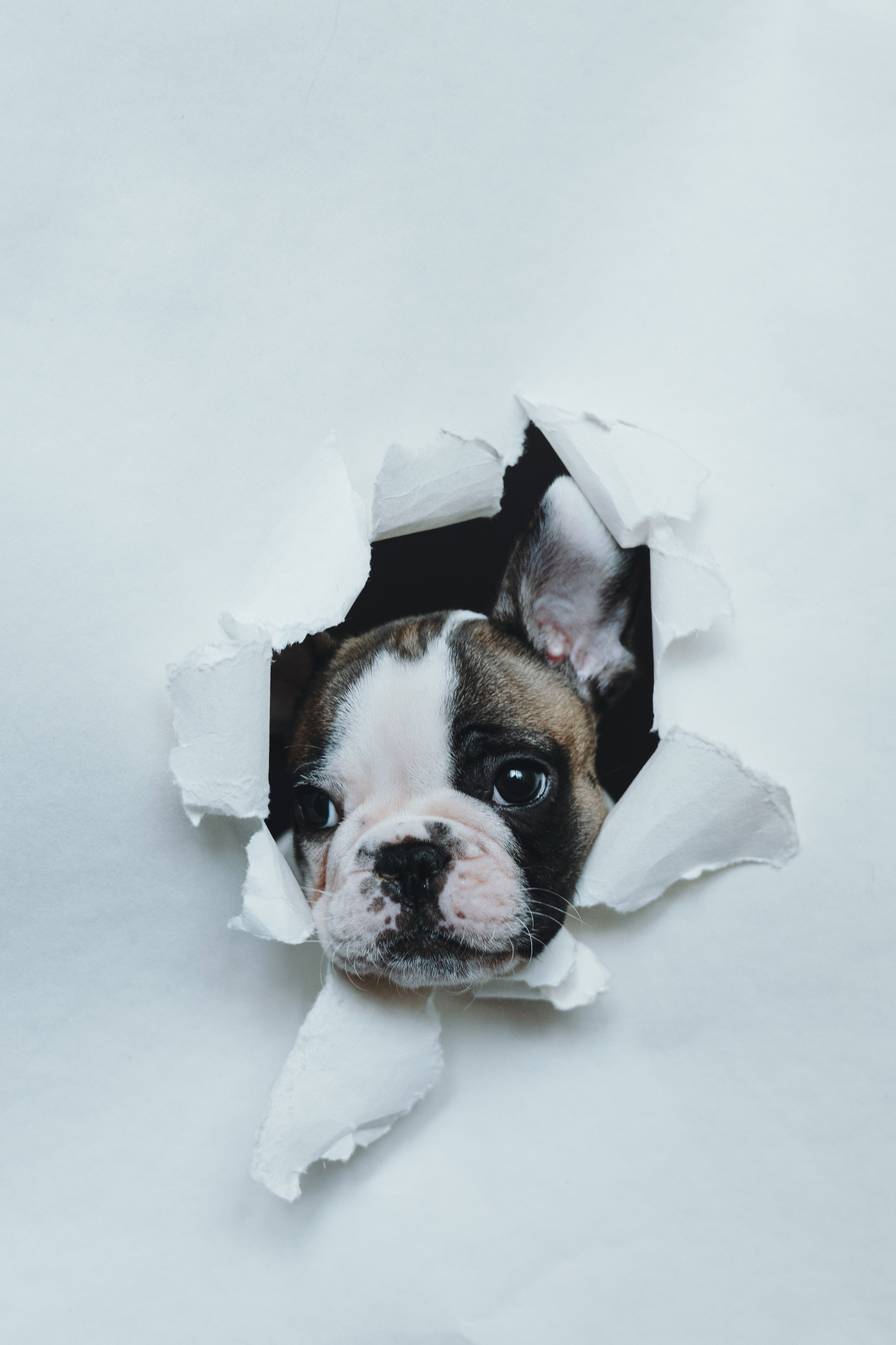 Щеночки. Фотограф — анималист Владивосток, Алина