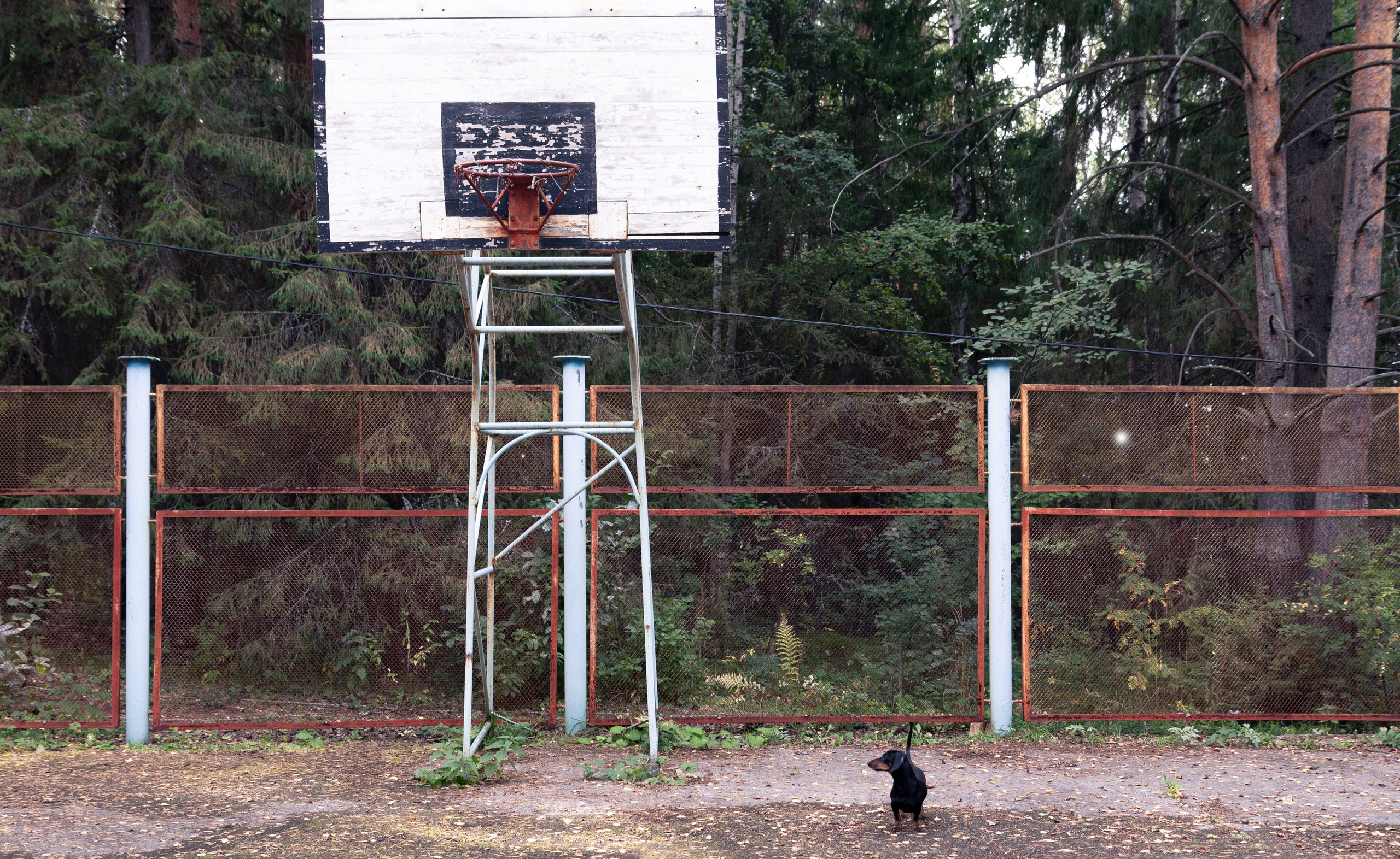 Фотосъёмка животных. Предметный и репортажный фотограф Алексей Кротов