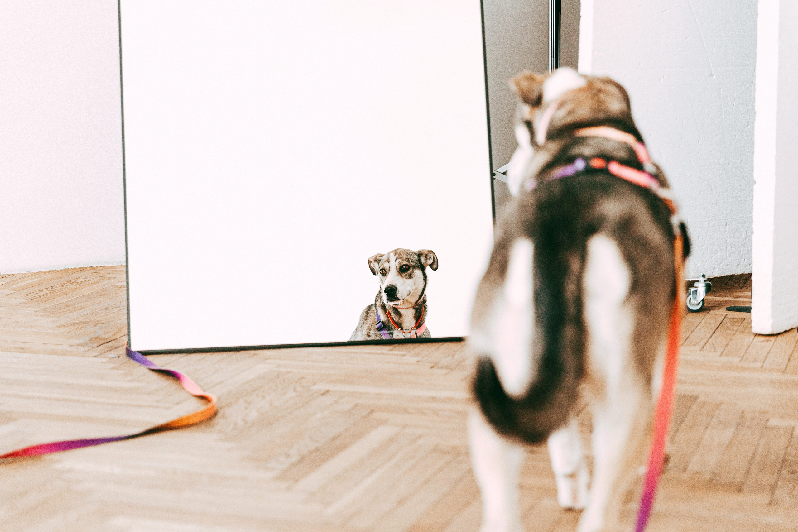 Ева в студии. Фотограф-анималист в Москве Соломонова Варвара