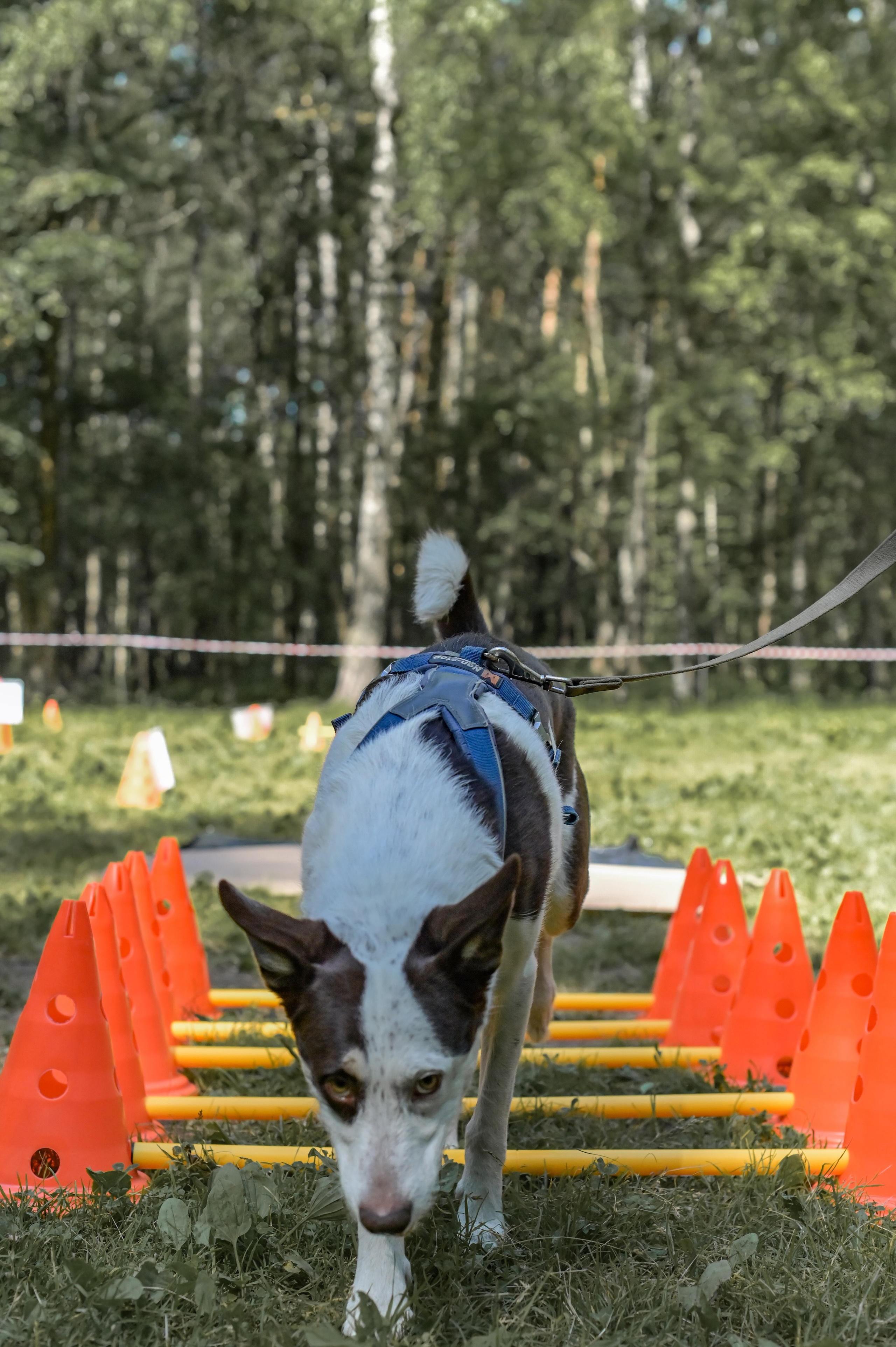 Кинологические соревнования. Семейный и репортажный фотограф в Москве Анастасия Трубкина