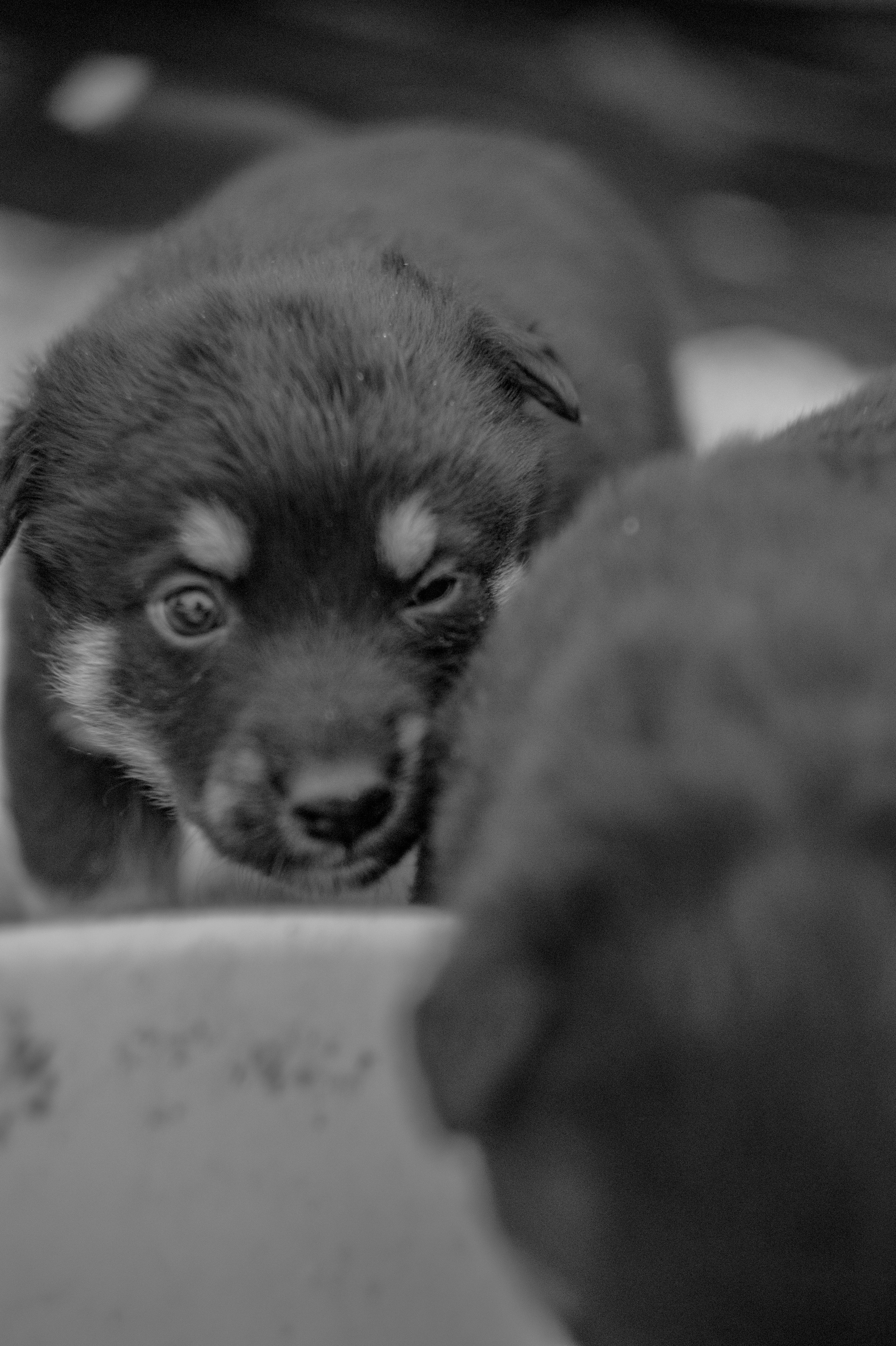Dogs. Профессиональный фотограф