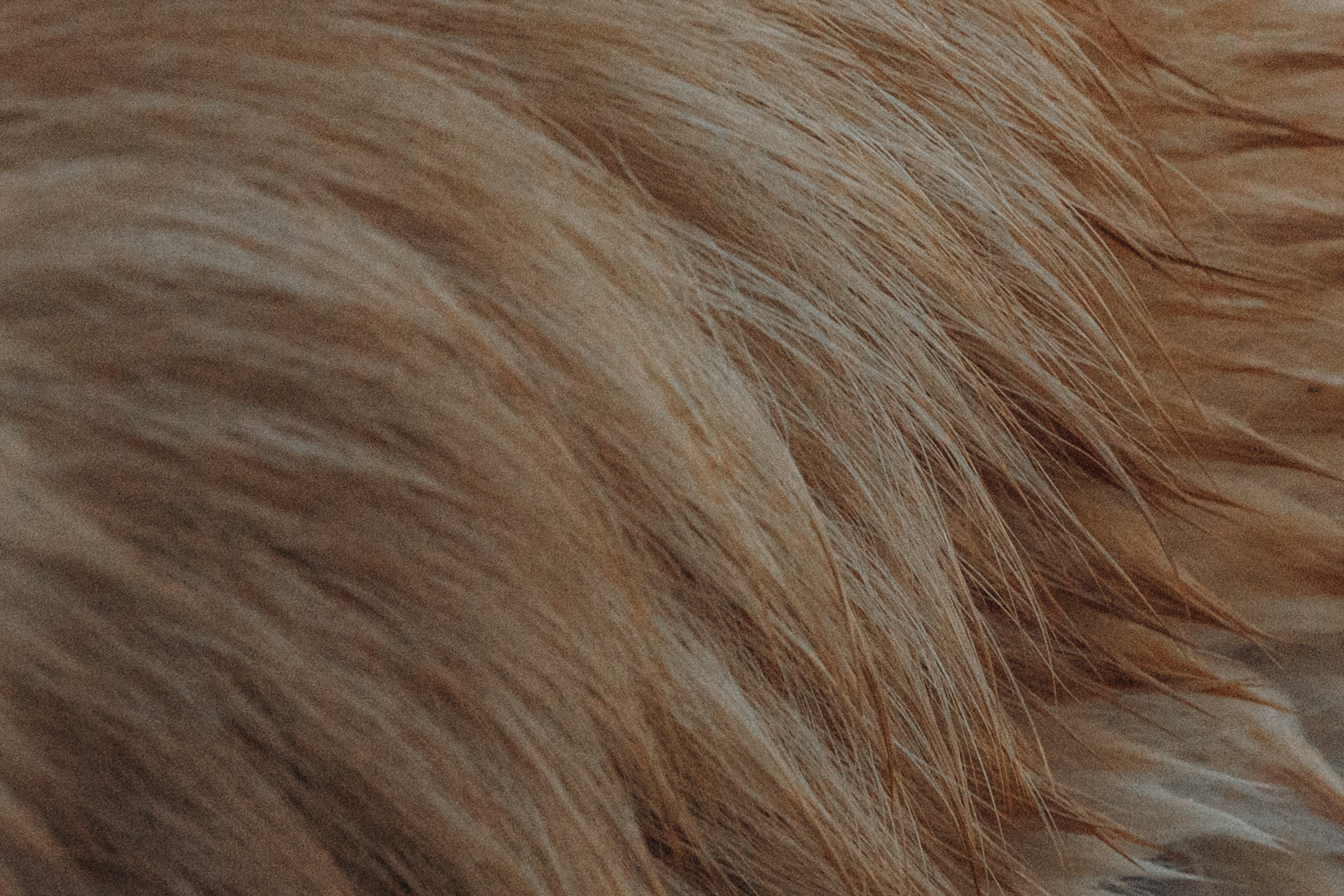 Катя и Берта. Фотограф анималист в Москве и Санкт-Петербурге Свиридова Анна