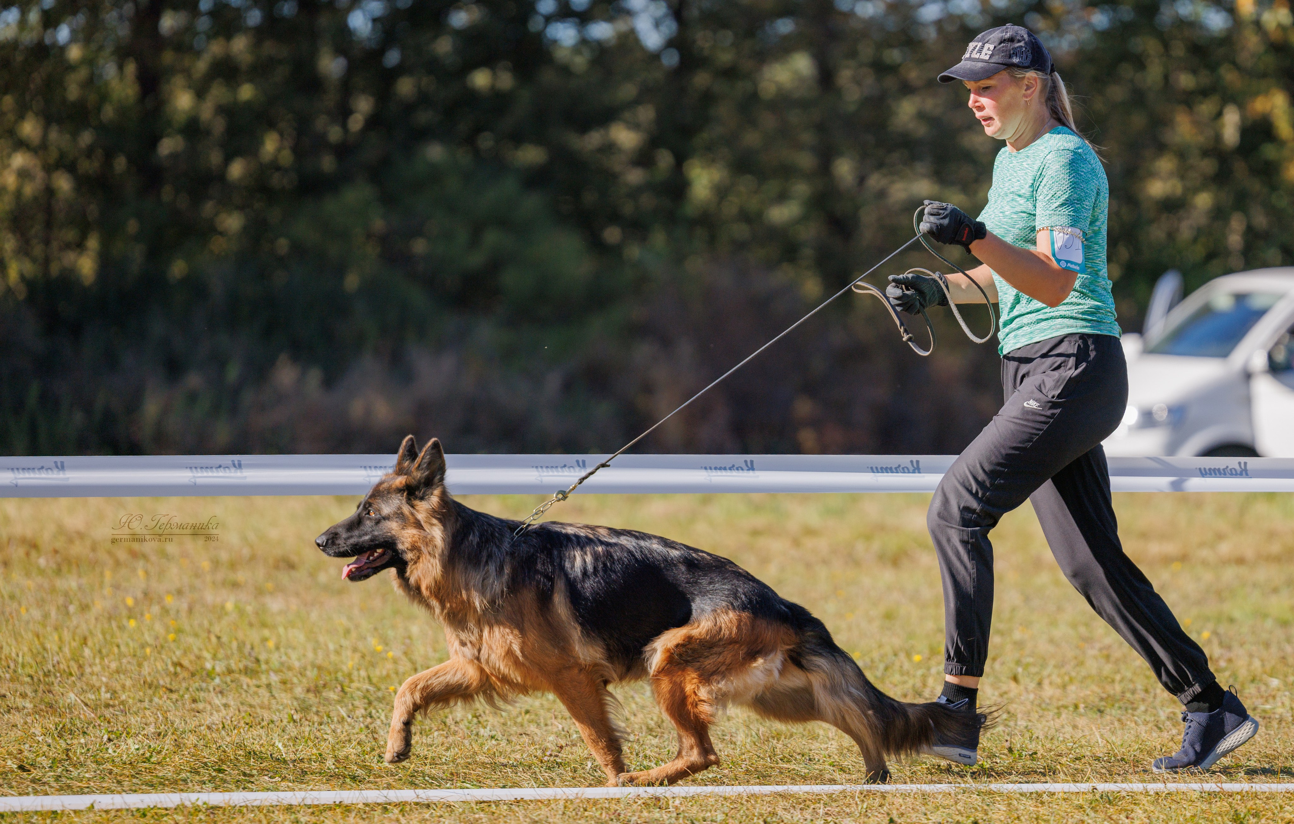 Тверь немецкие овчарки 22.09.2024. Фотограф-анималист Юлия Германика