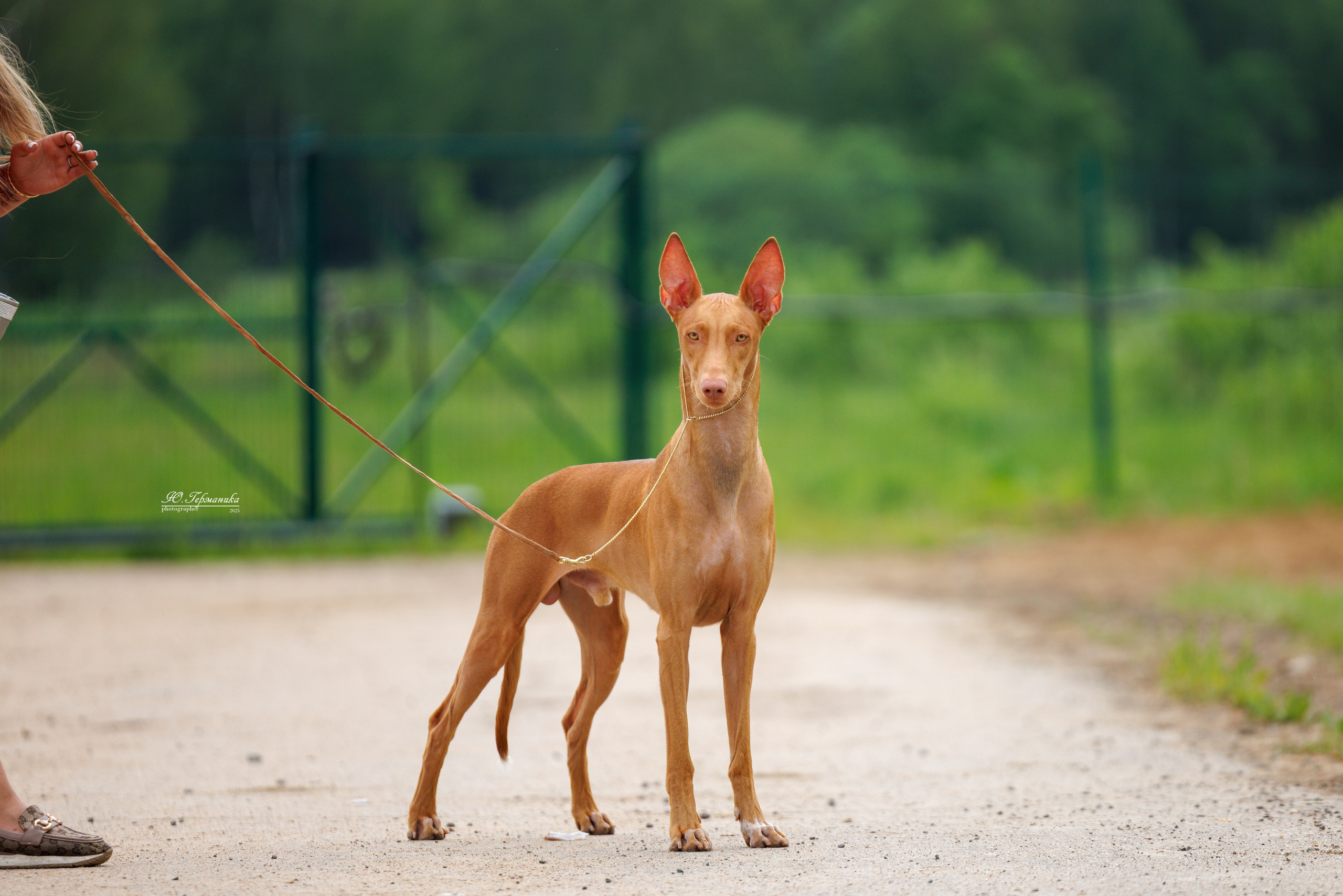 РОССИЯ 7-8.06.2025. Фотограф-анималист Юлия Германика