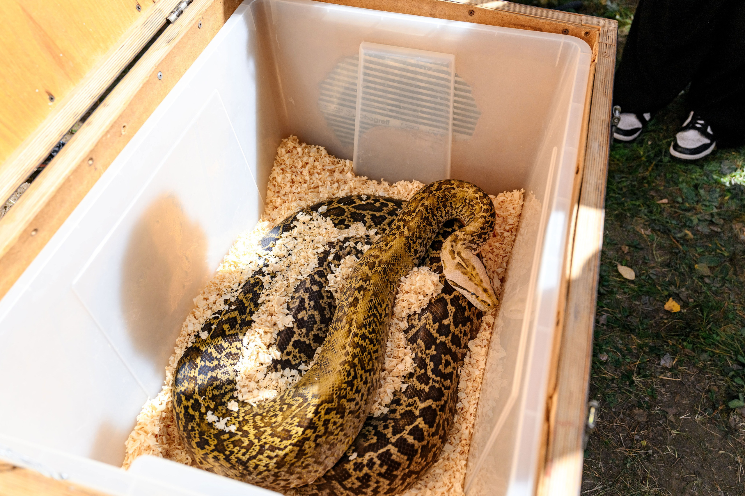 AVLON. Максим Комаров — Профессиональный фотограф