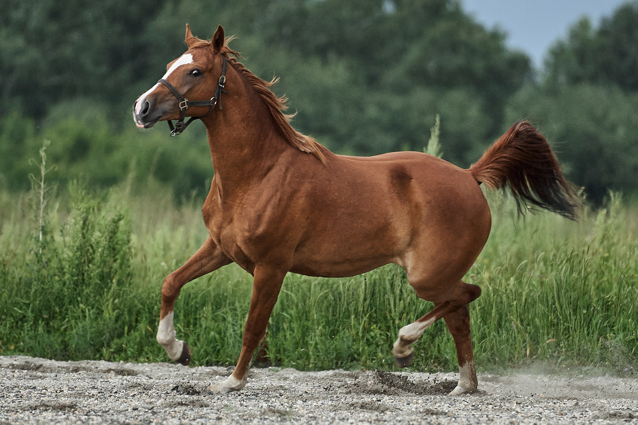 Сопрано Фуоко С (Парламент — Сабина). Главная