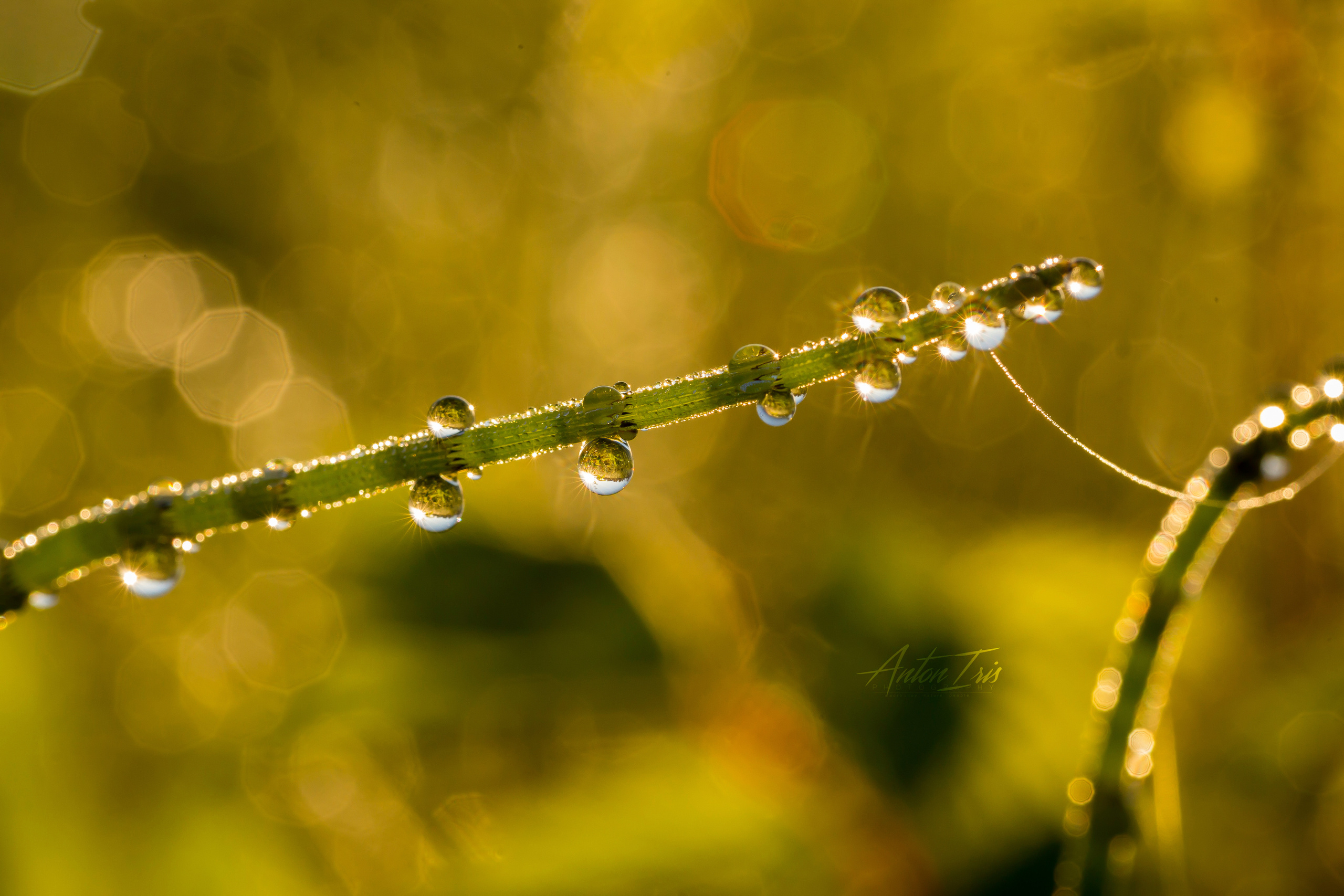 NATURE. Антон Айрис | Anton Iris — стильно сниму твою свадьбу и депрессию