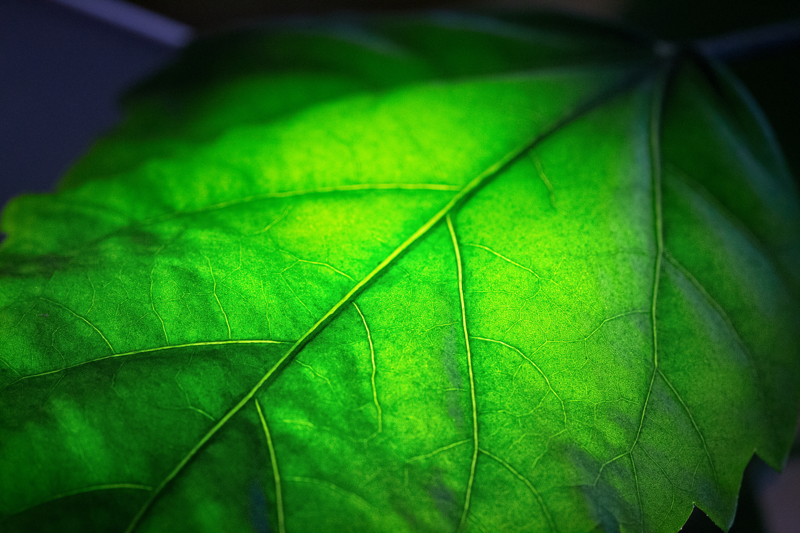 NATURE. Антон Айрис | Anton Iris — стильно сниму твою свадьбу и депрессию