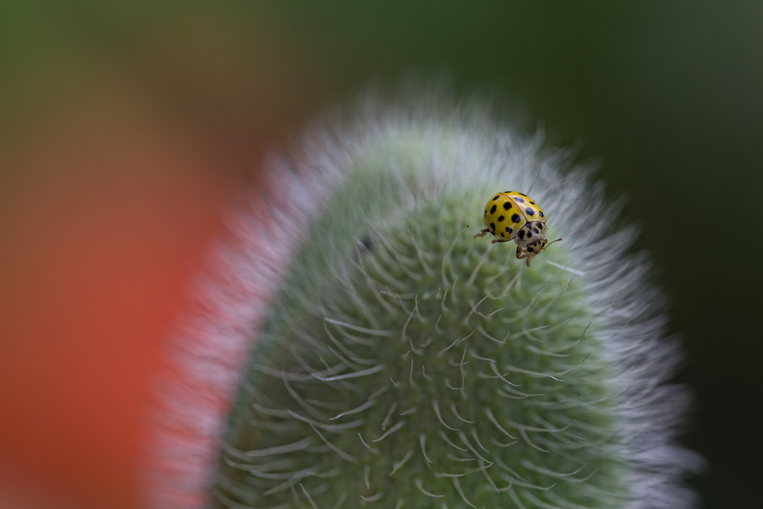 NATURE. Антон Айрис | Anton Iris — стильно сниму твою свадьбу и депрессию