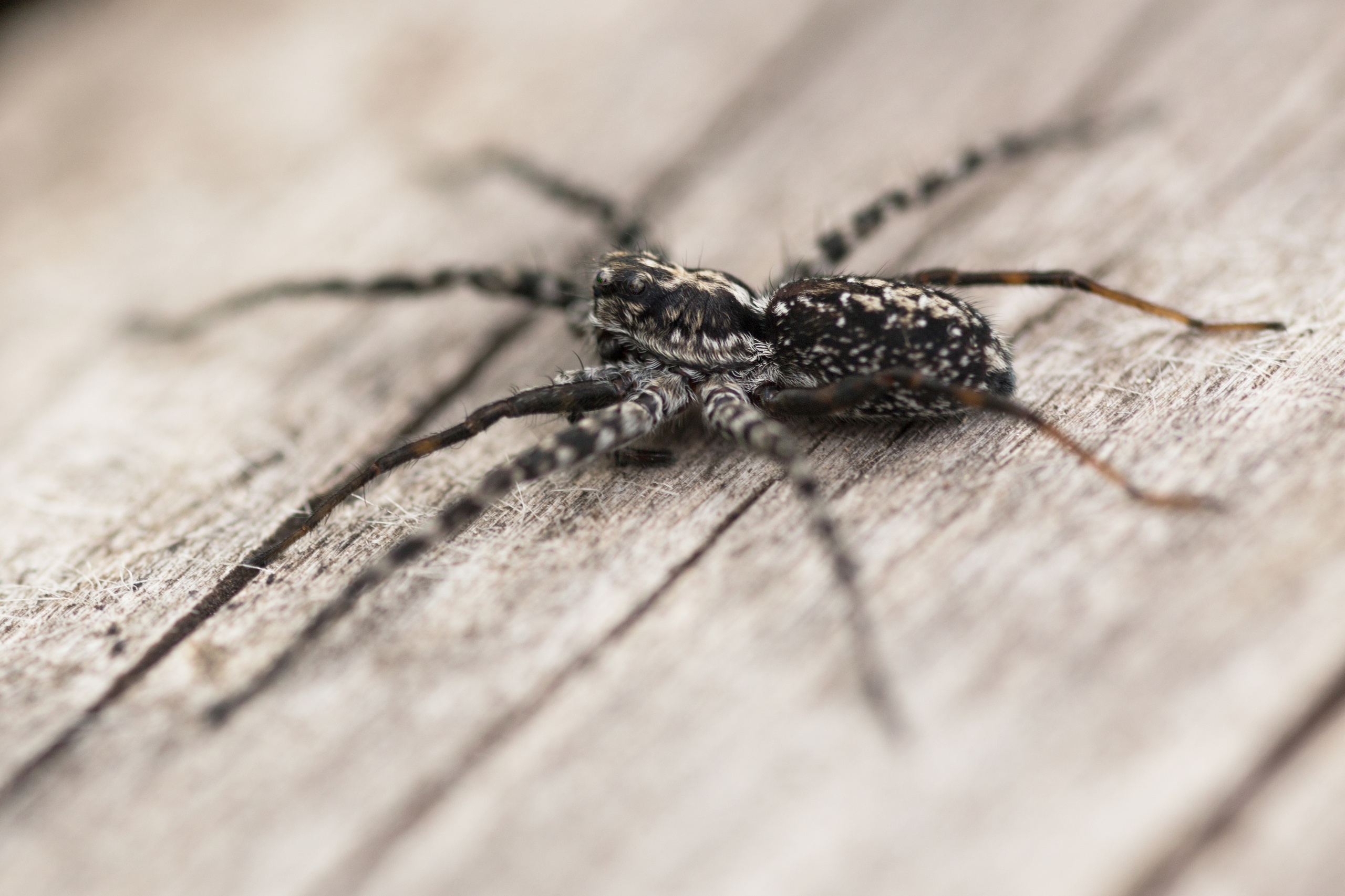 NATURE. Антон Айрис | Anton Iris — стильно сниму твою свадьбу и депрессию