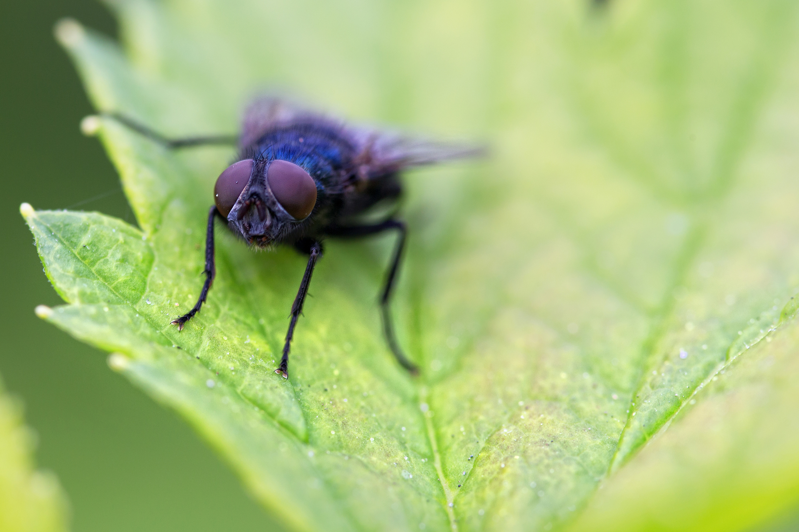 NATURE. Антон Айрис | Anton Iris — стильно сниму твою свадьбу и депрессию