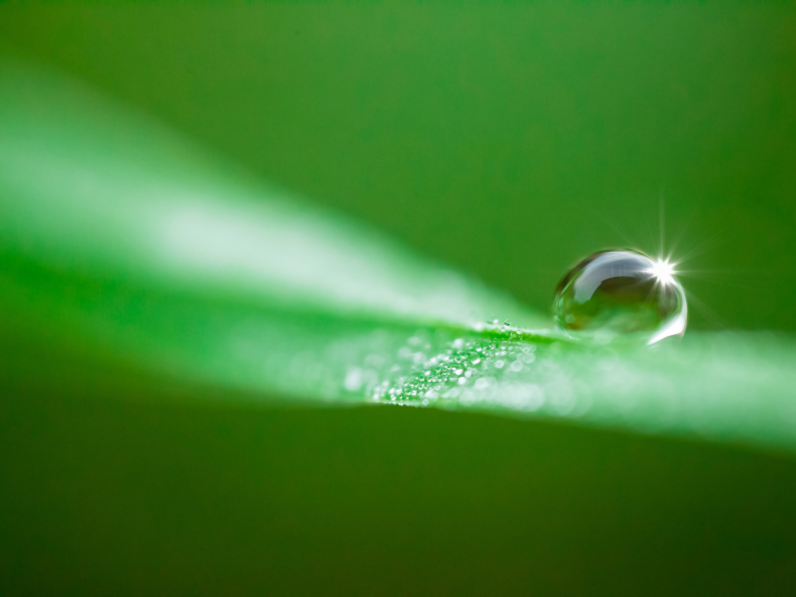 NATURE. Антон Айрис | Anton Iris — стильно сниму твою свадьбу и депрессию