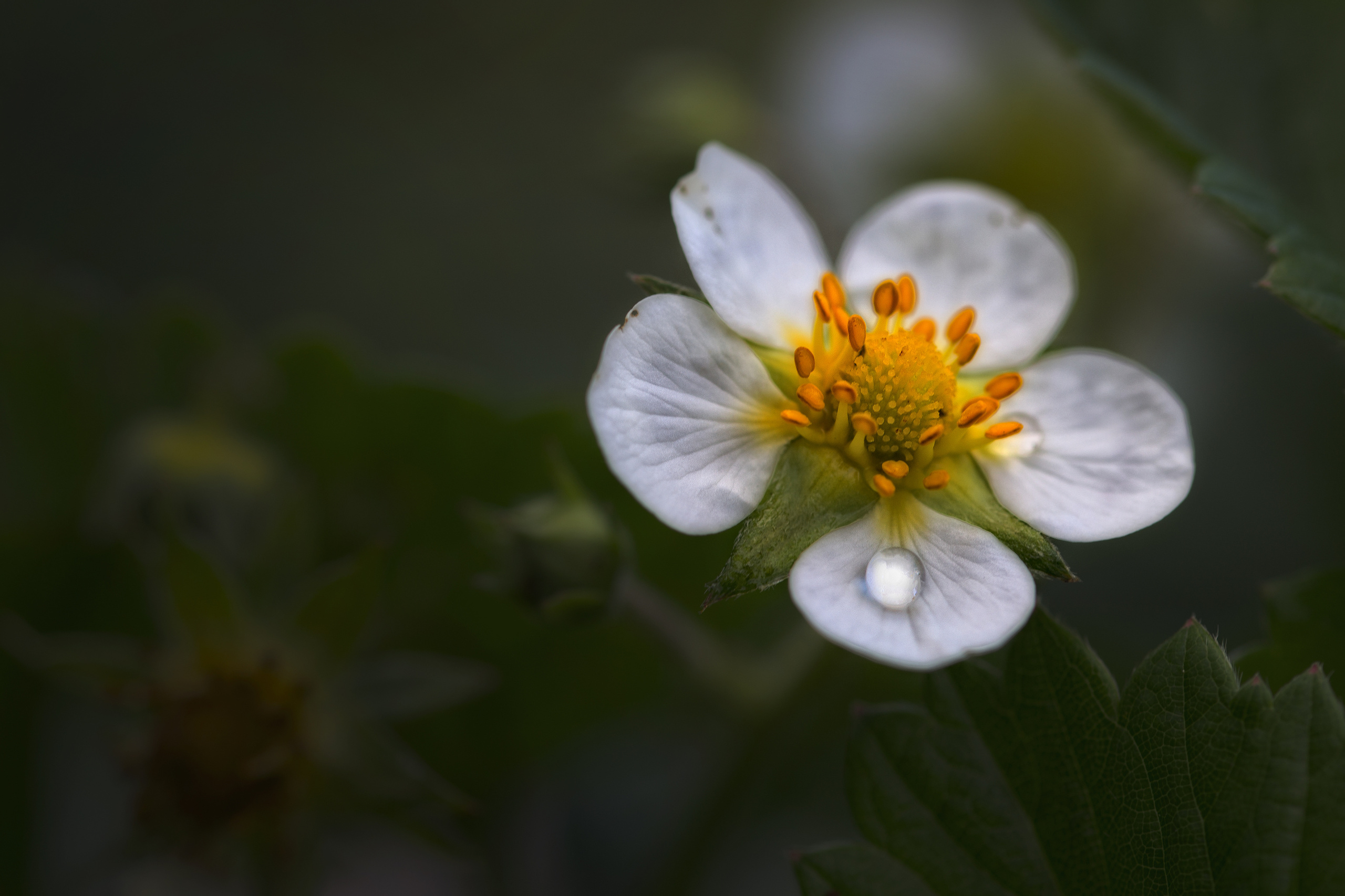 NATURE. Антон Айрис | Anton Iris — стильно сниму твою свадьбу и депрессию