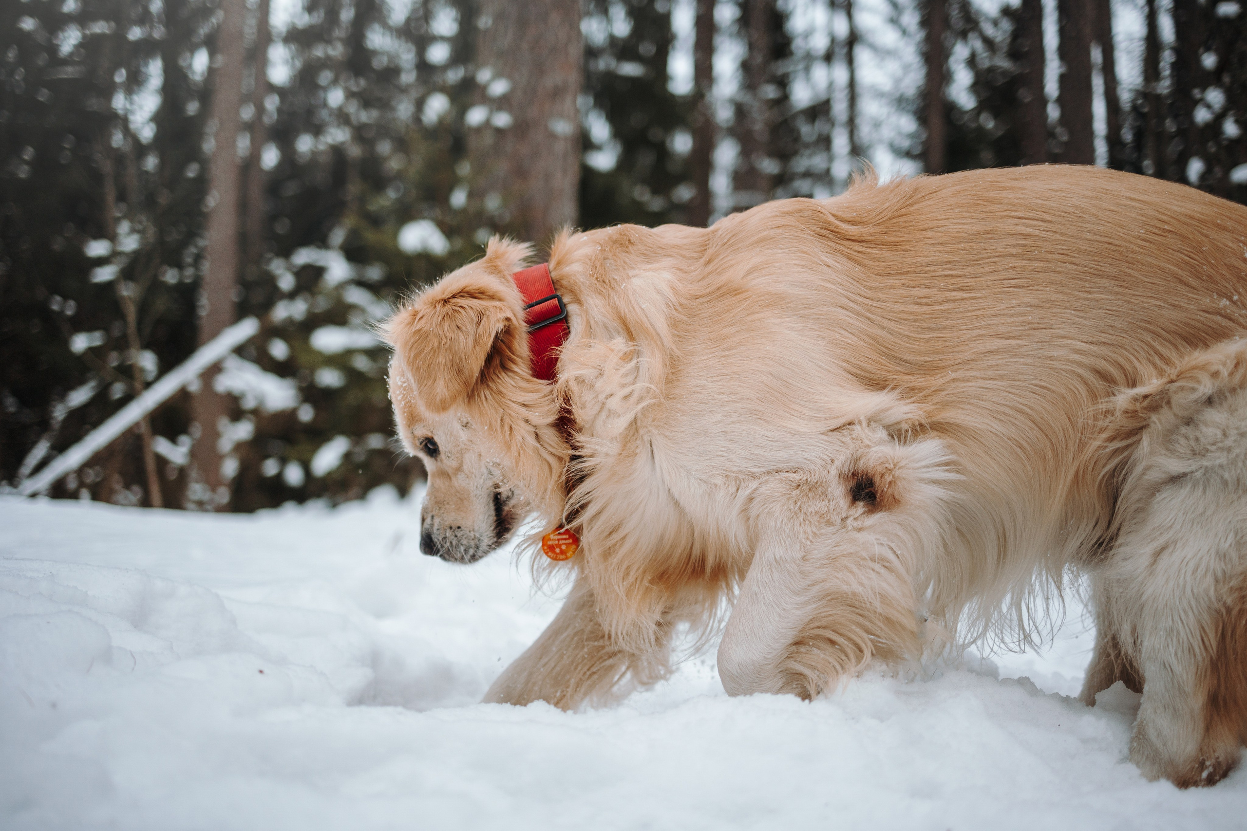 Вика и Лёва. Фотограф — Анималист | Санкт-Петербург