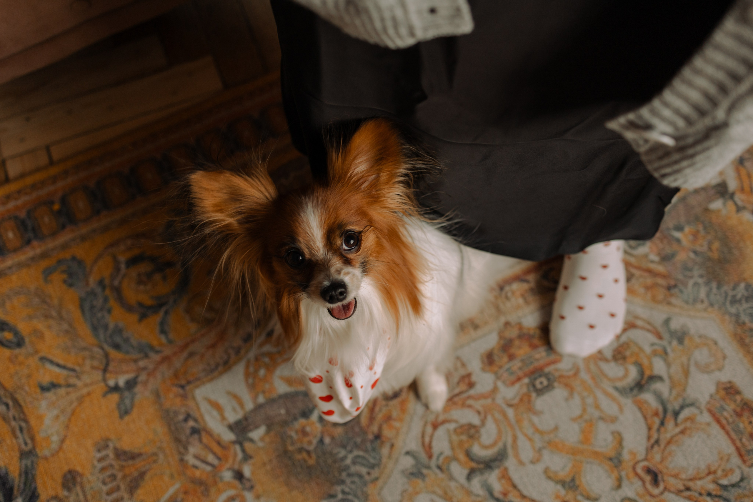 Женя и Брю. Фотограф — Анималист | Санкт-Петербург