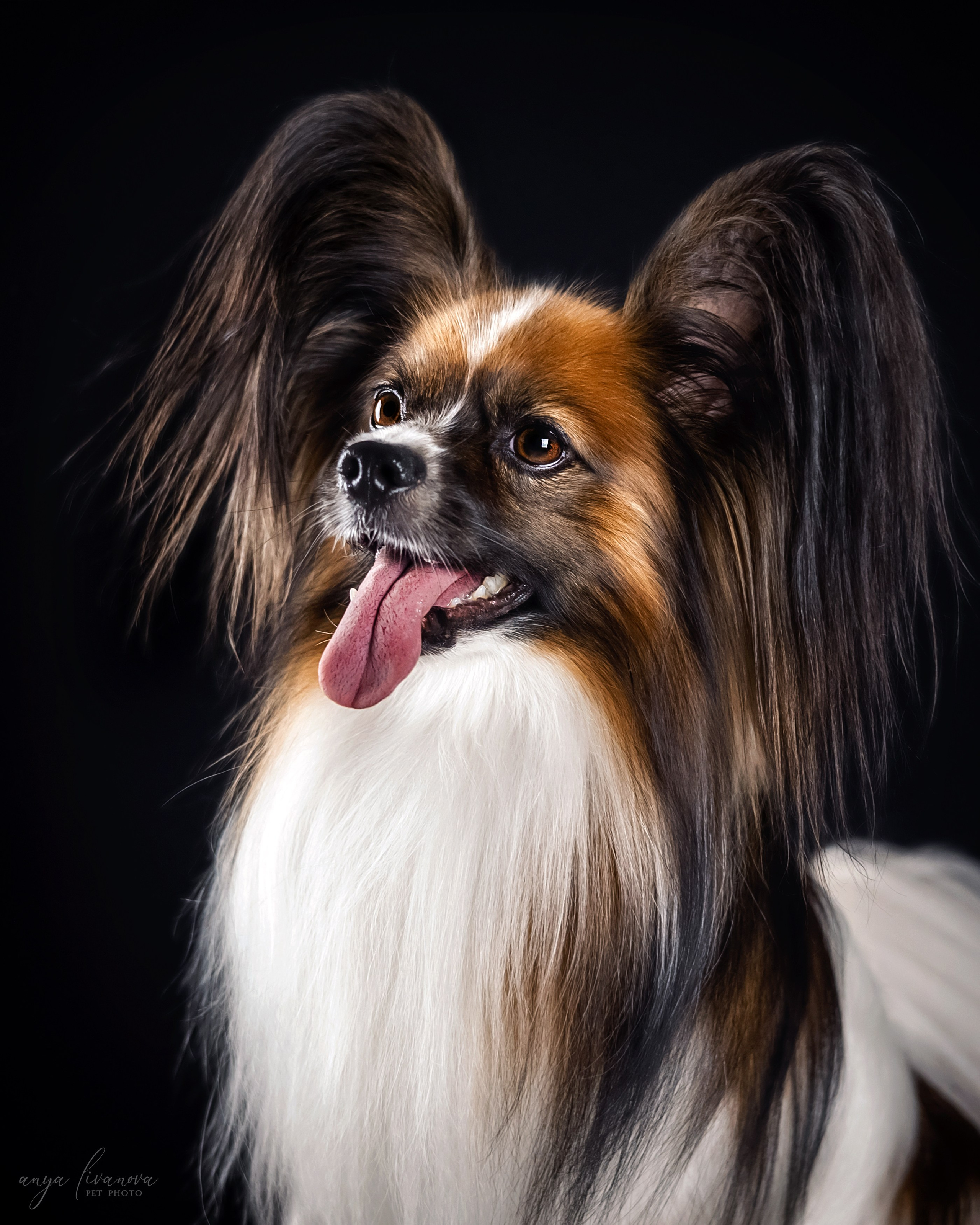 Террик. Фотограф анималист Аня Ливанова | Рыбинск