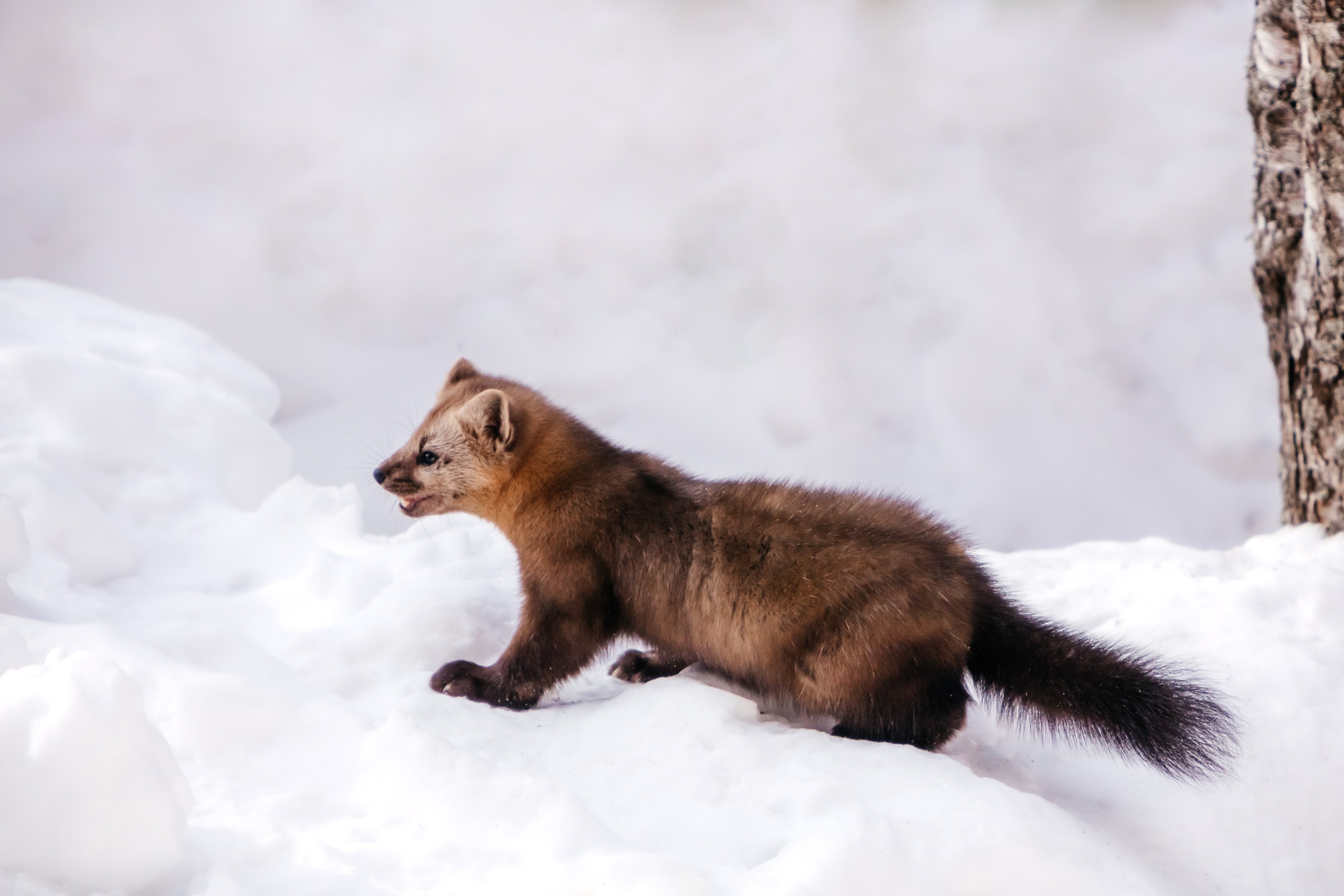 Соболь. Фотограф в Красноярске Оксана Корчагина