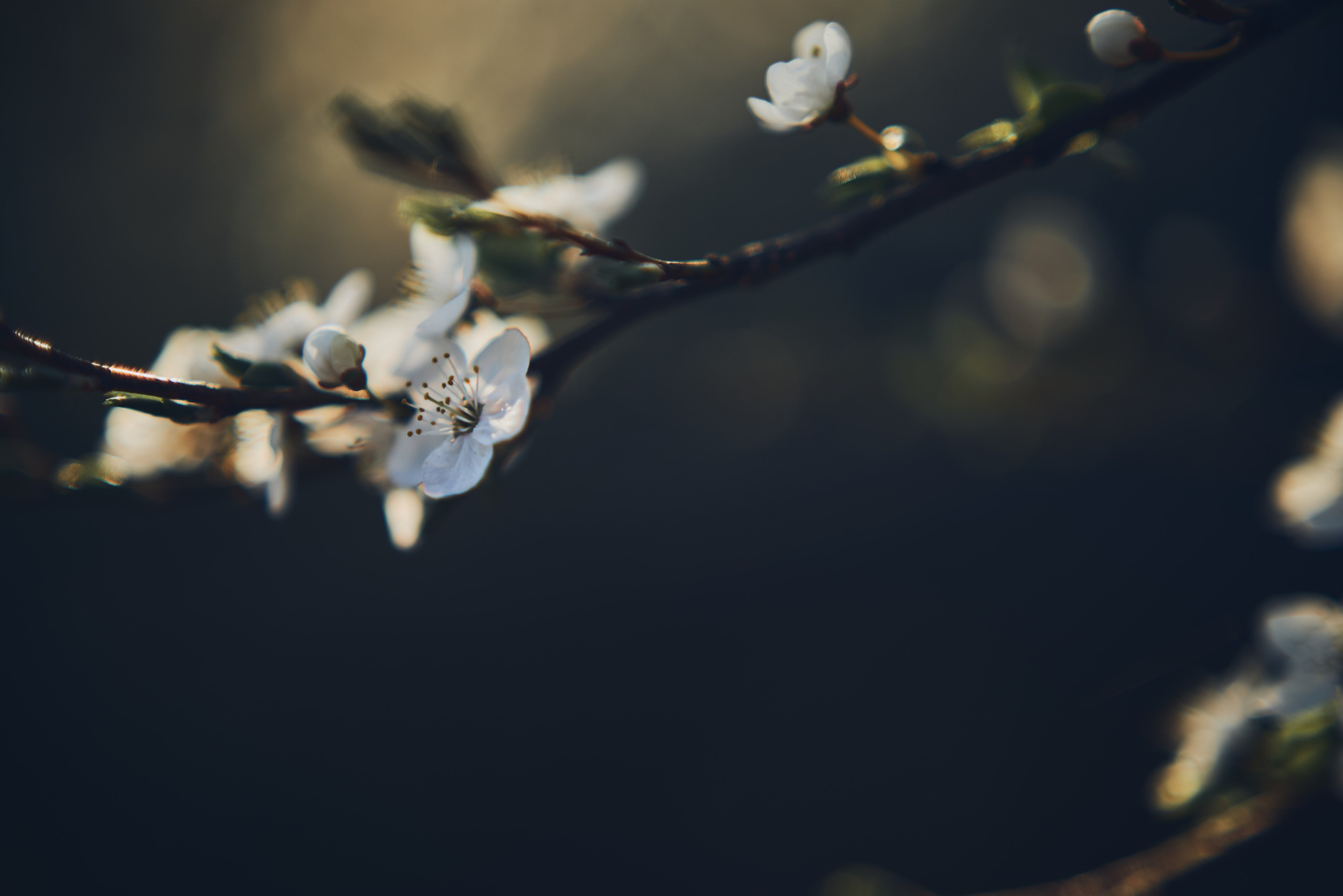 Sakura time