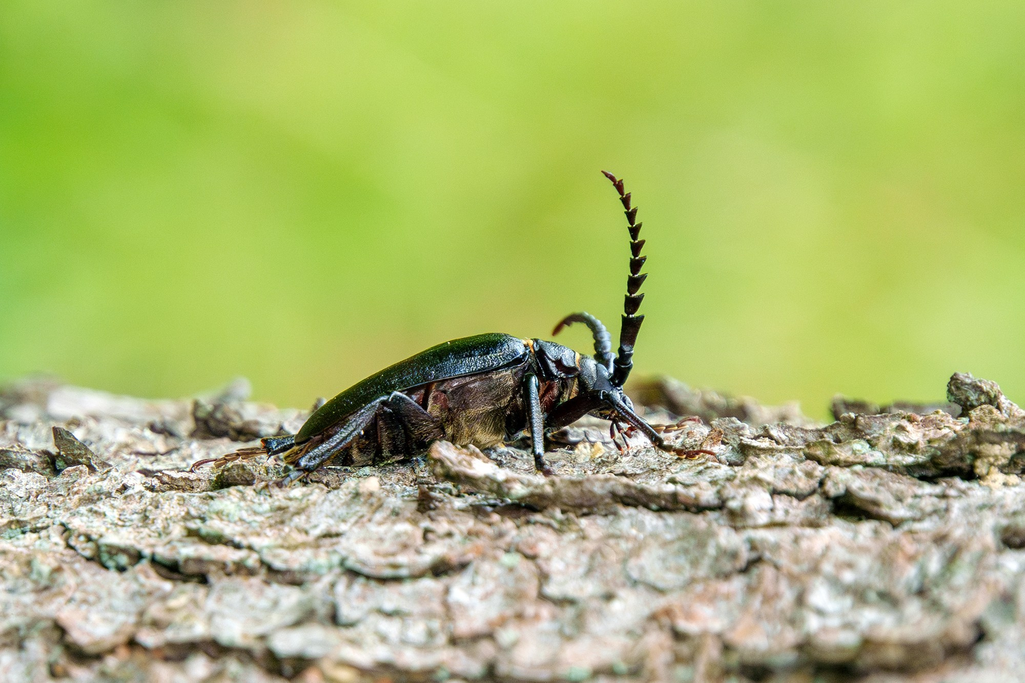 Макросъёмка. Ваш личный фотограф Марина Волкова