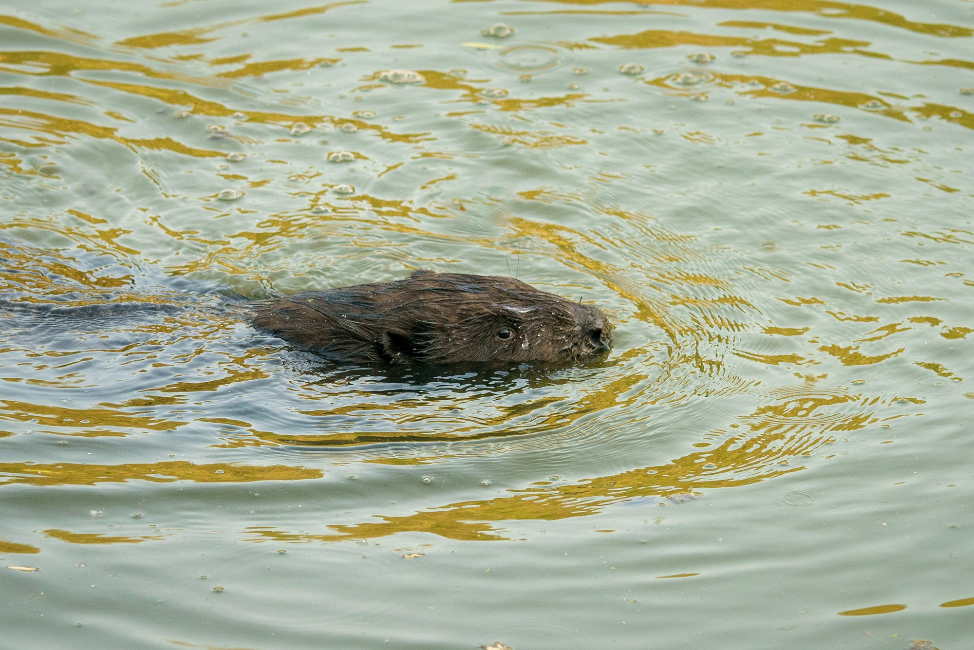 Животные. Ваш личный фотограф Марина Волкова