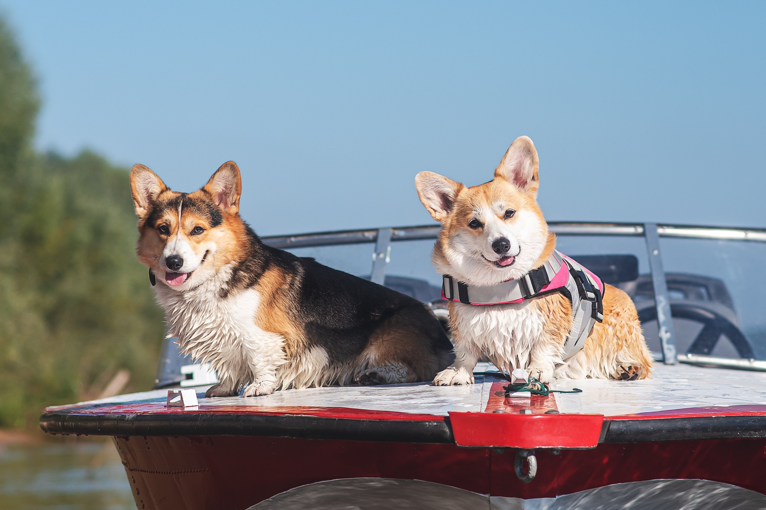 Майк и Лея — 29.08.2024. Фотограф — Анималист | Анна Абрамова
