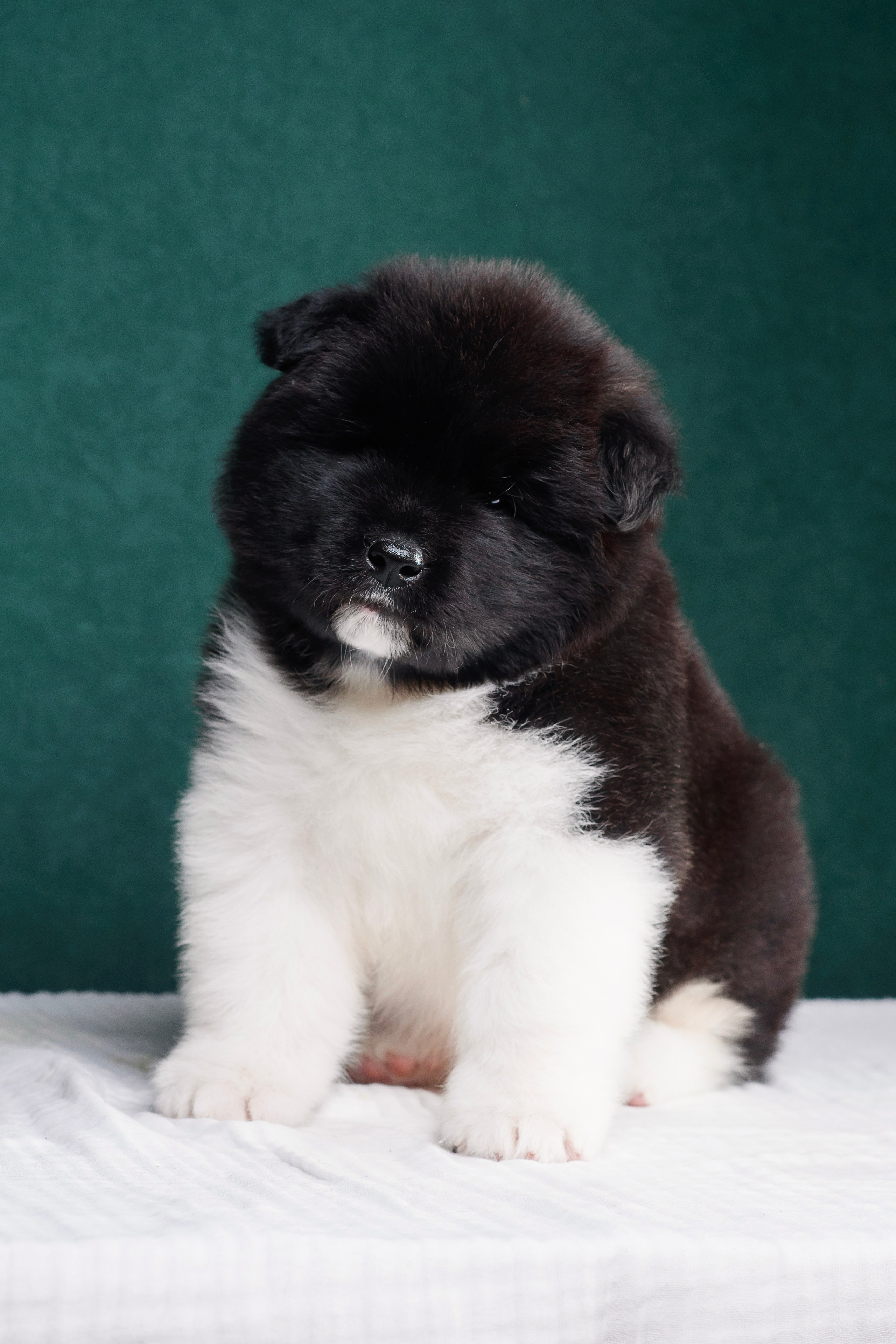 Щенки Американской Акиты. Фотограф — Анималист | Анна Абрамова