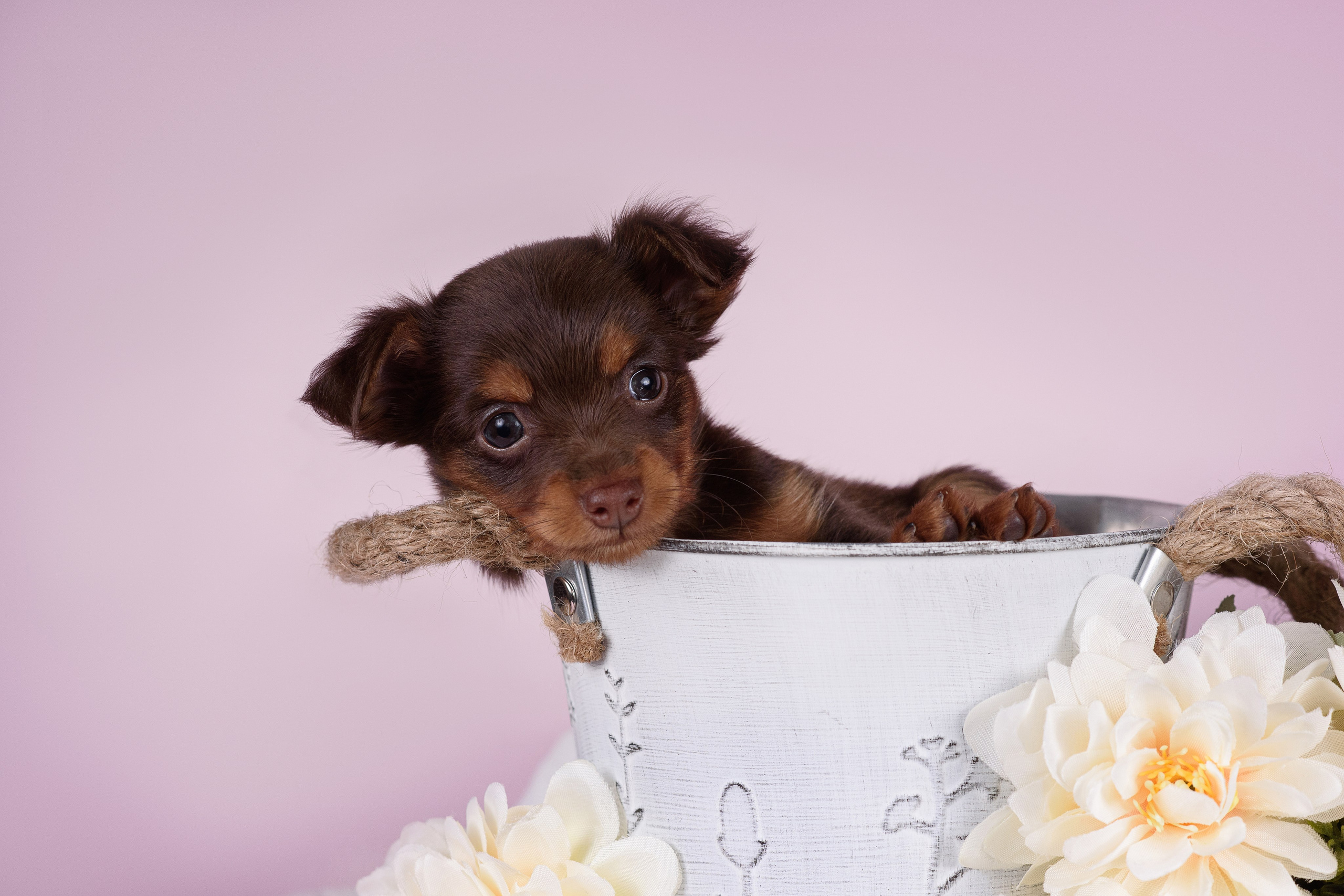 Щенки Пражских крысариков -13.04.2024. Фотограф — Анималист | Анна Абрамова