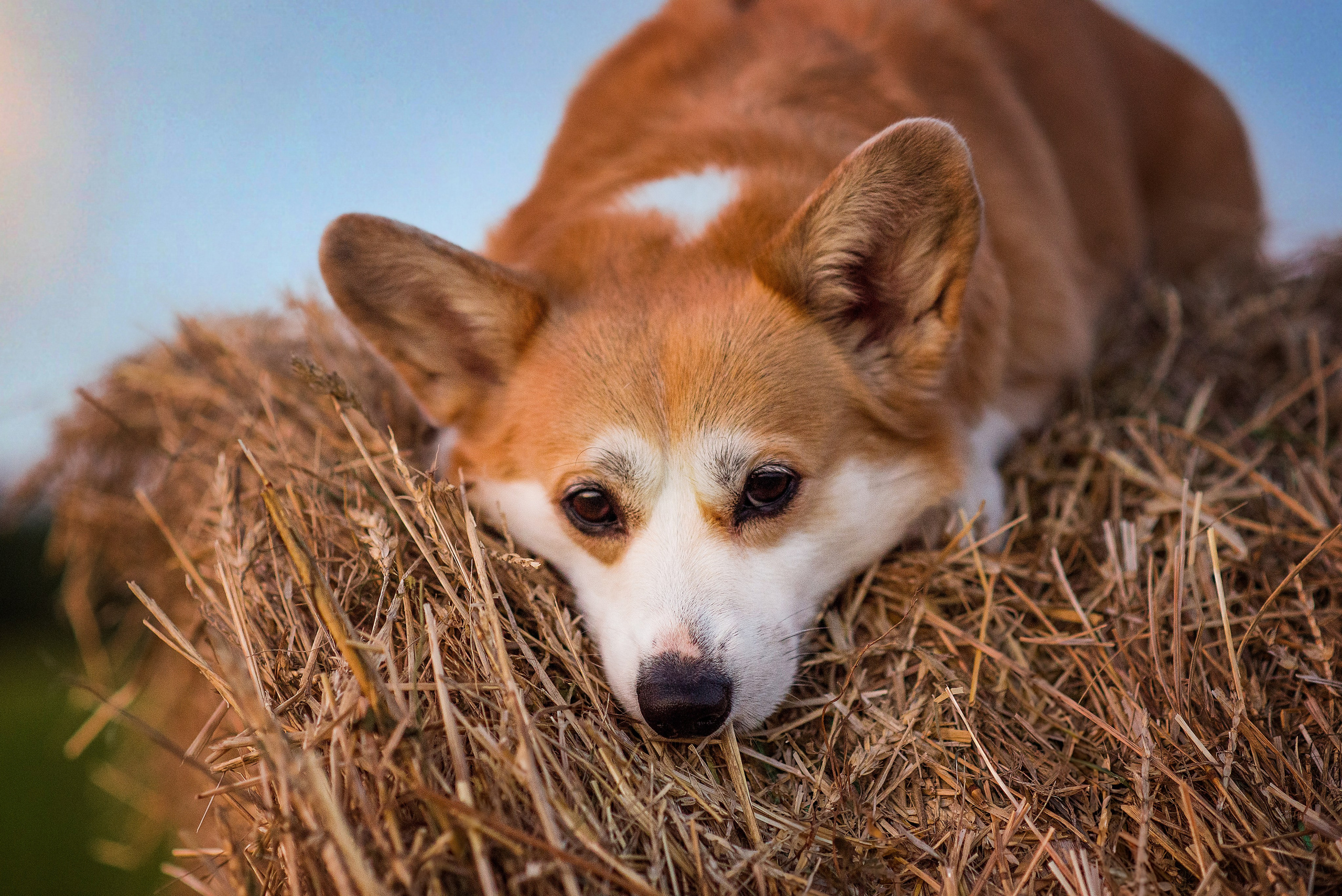 Лея и тюки — 10.08.2023. Фотограф — Анималист | Анна Абрамова