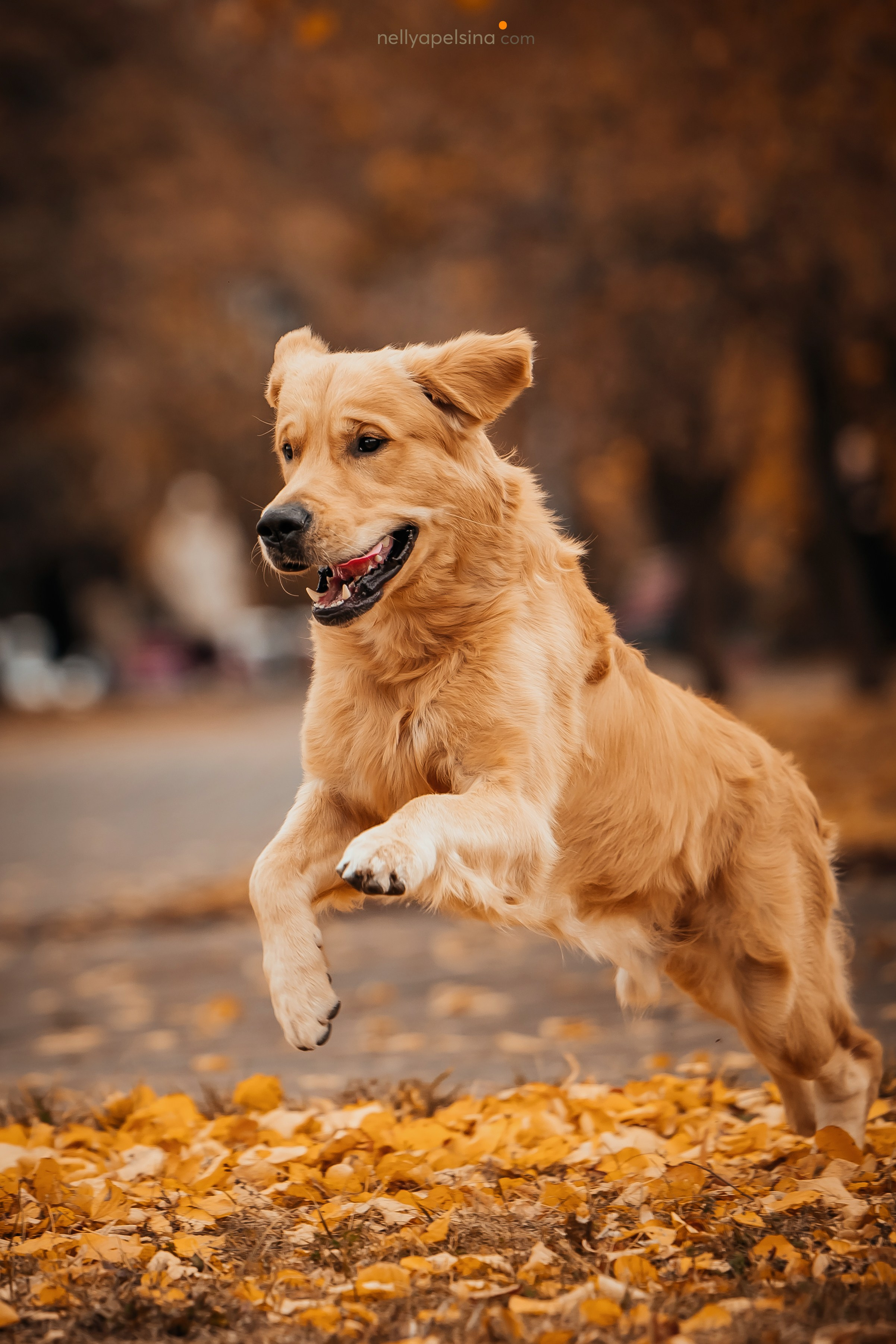 Настя, Дима, Олег и Арчи. Фотограф Нелли Самойлова
