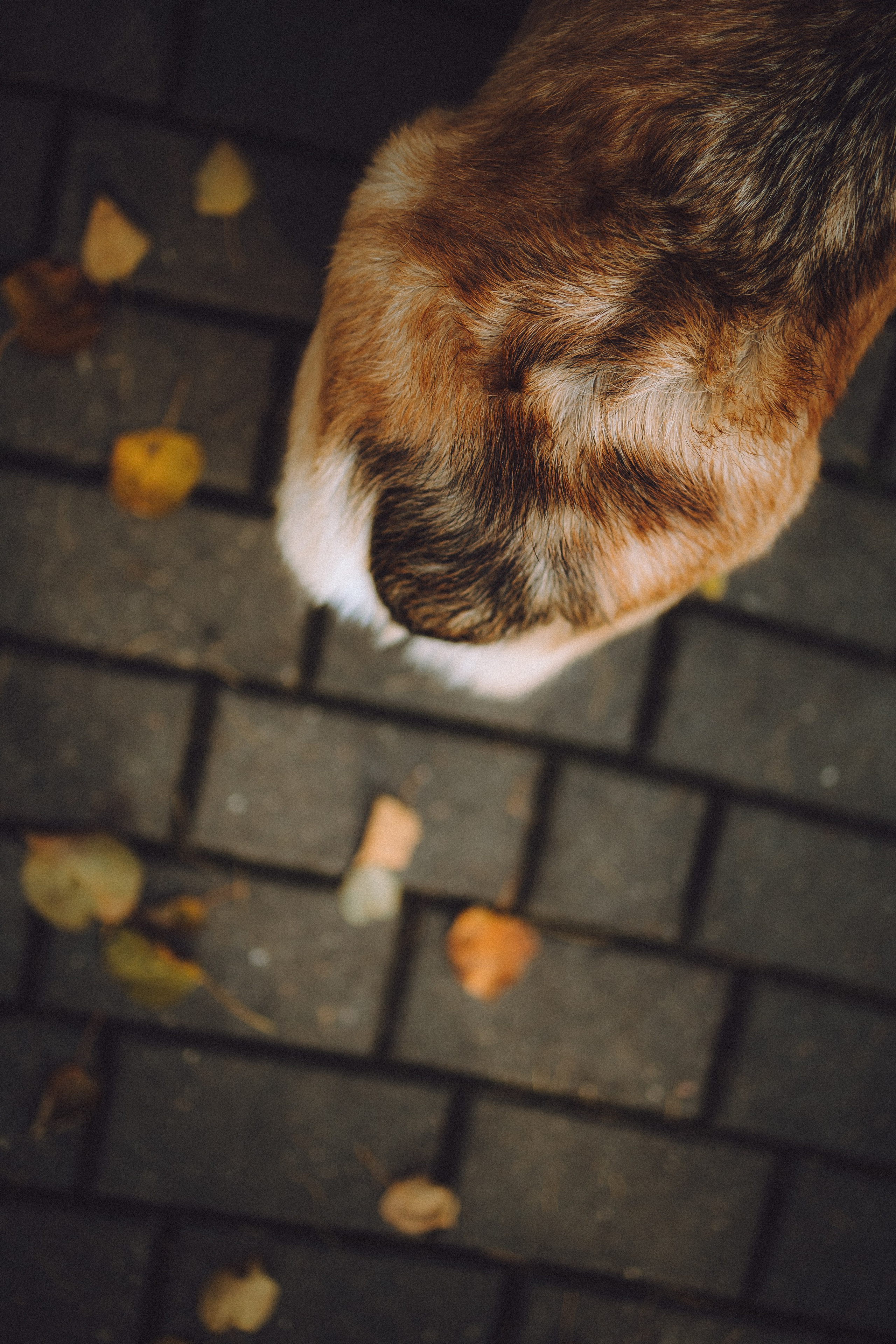 Карина, Даня и Аркаша