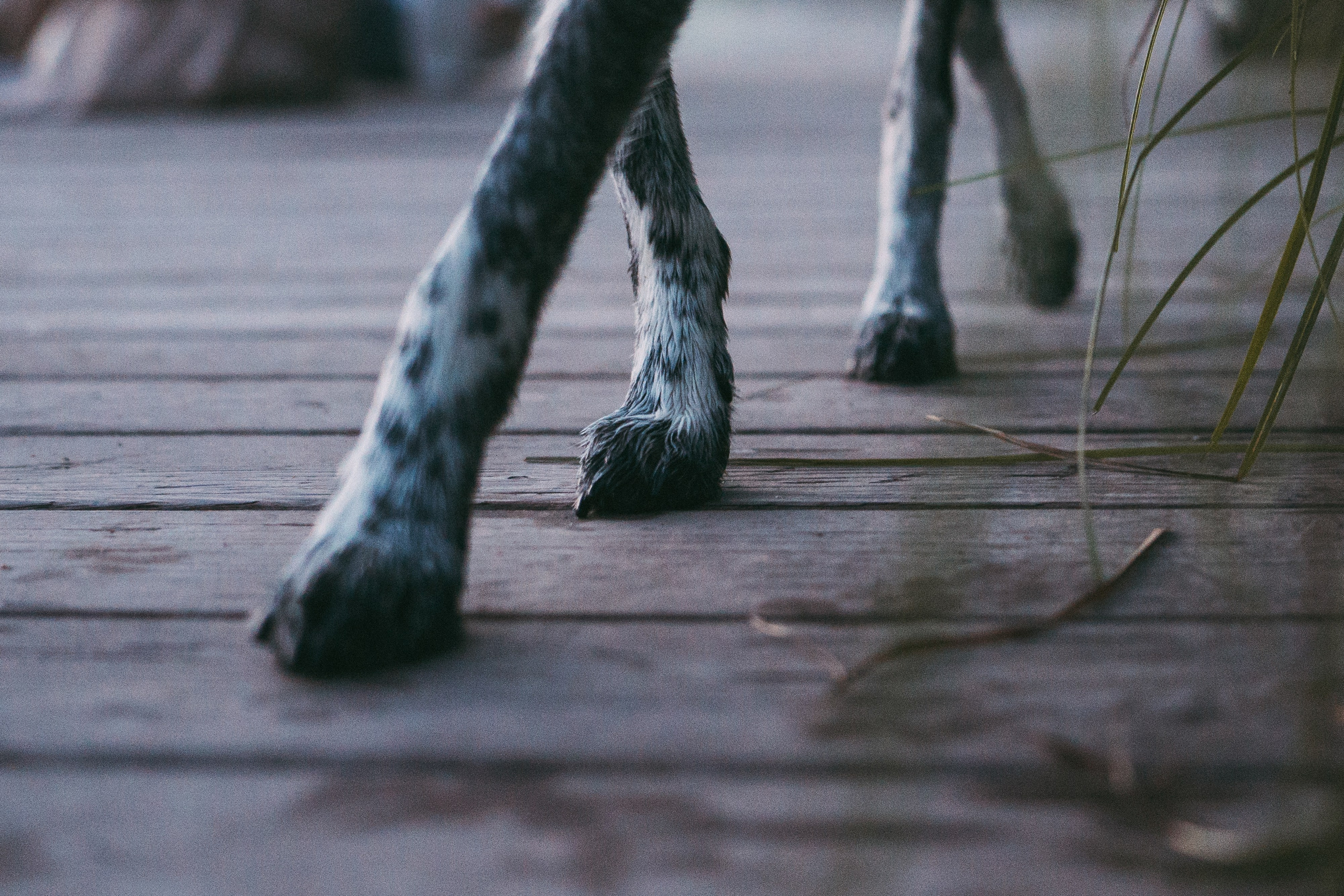 Катя, Сергей и Флинт. Фотограф анималист в Москве и Санкт-Петербурге Свиридова Анна