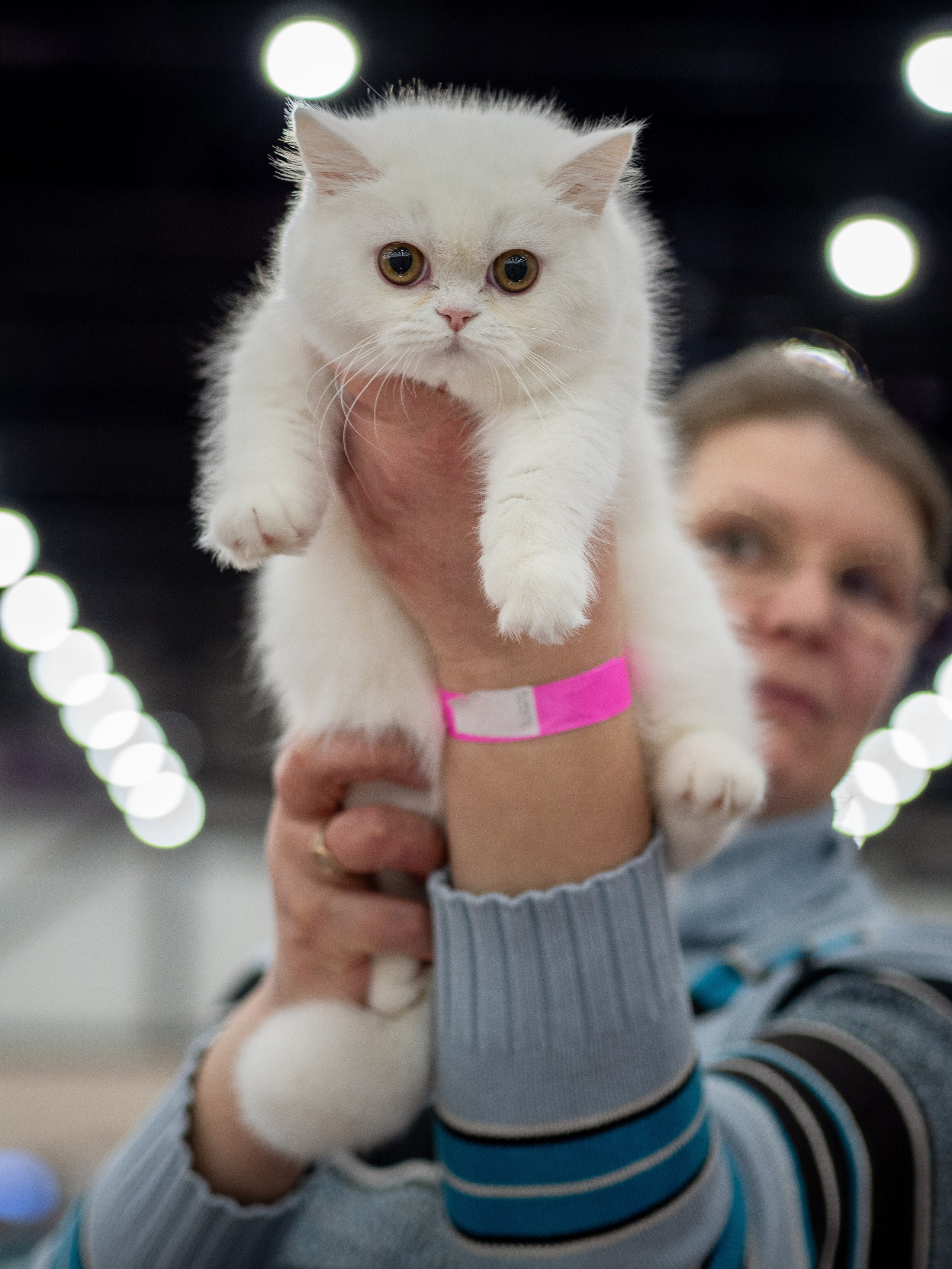 Анималистика. Сайт портфолио двух профессиональных фотографов