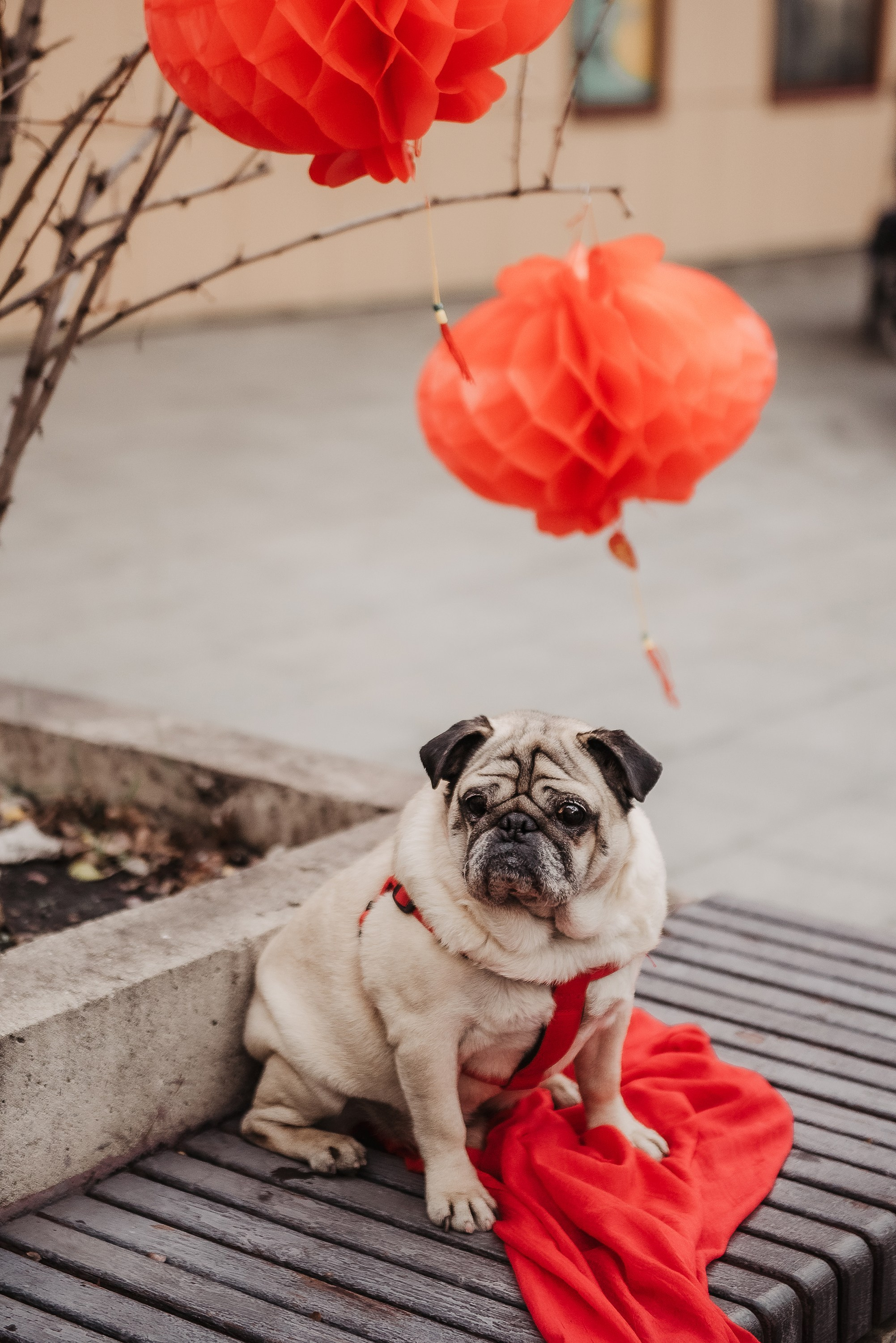 Ольга и Потапум. Прогулка к чайному дому. Семейный Фотограф в Москве Ирина Хохлова