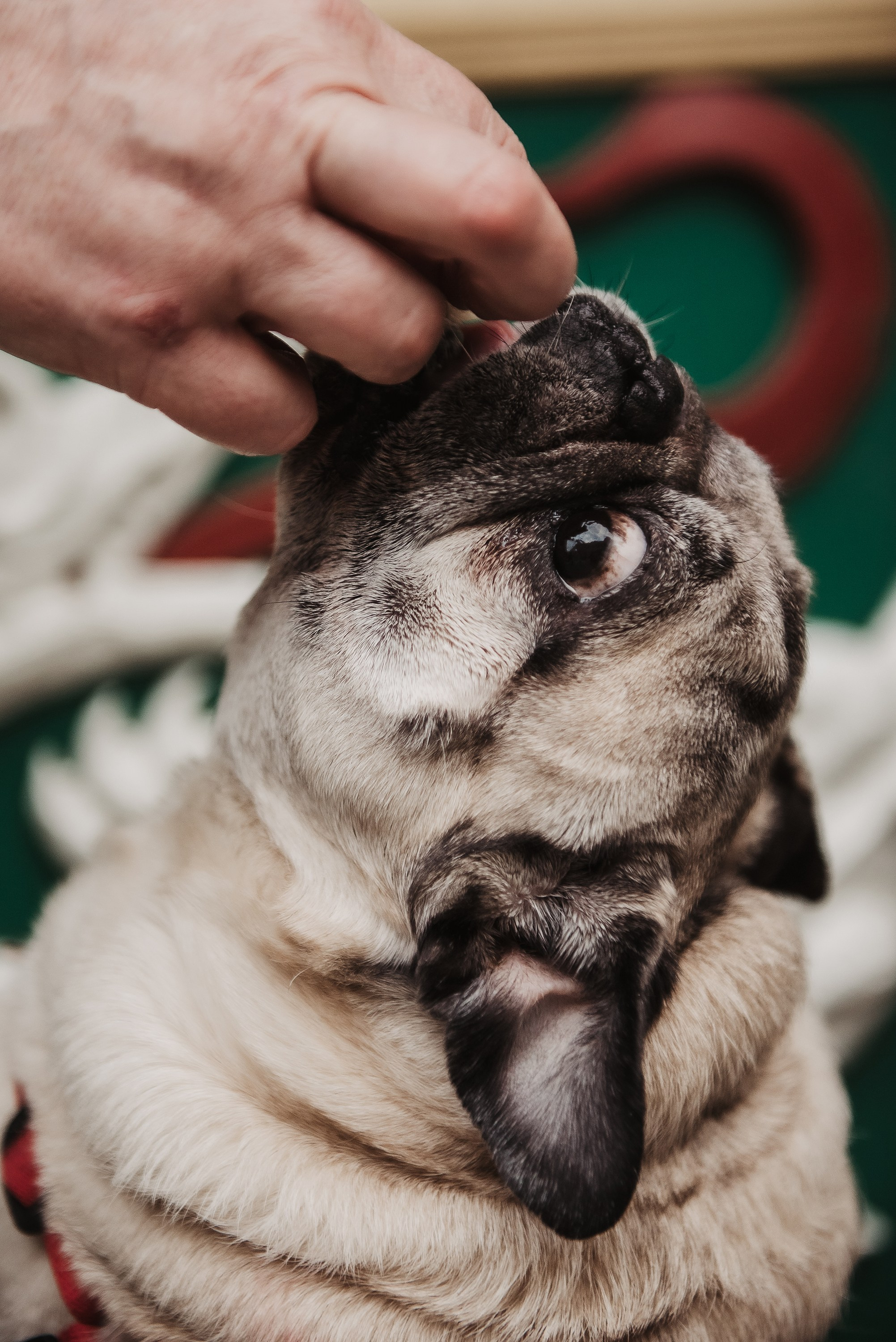 Ольга и Потапум. Прогулка к чайному дому. Семейный Фотограф в Москве Ирина Хохлова