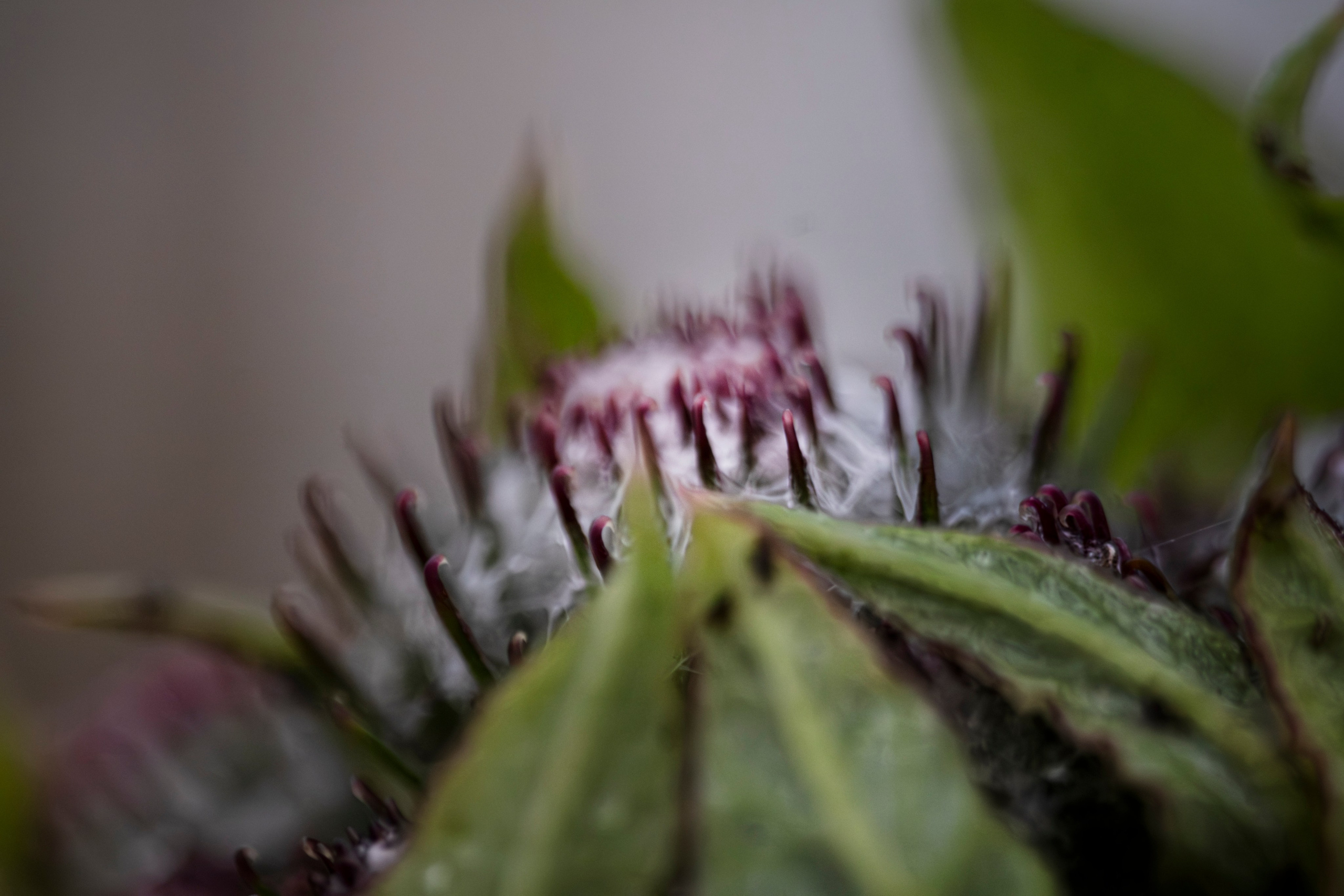 Макро жизнь. KRUTOVA_фотографирую жизнь