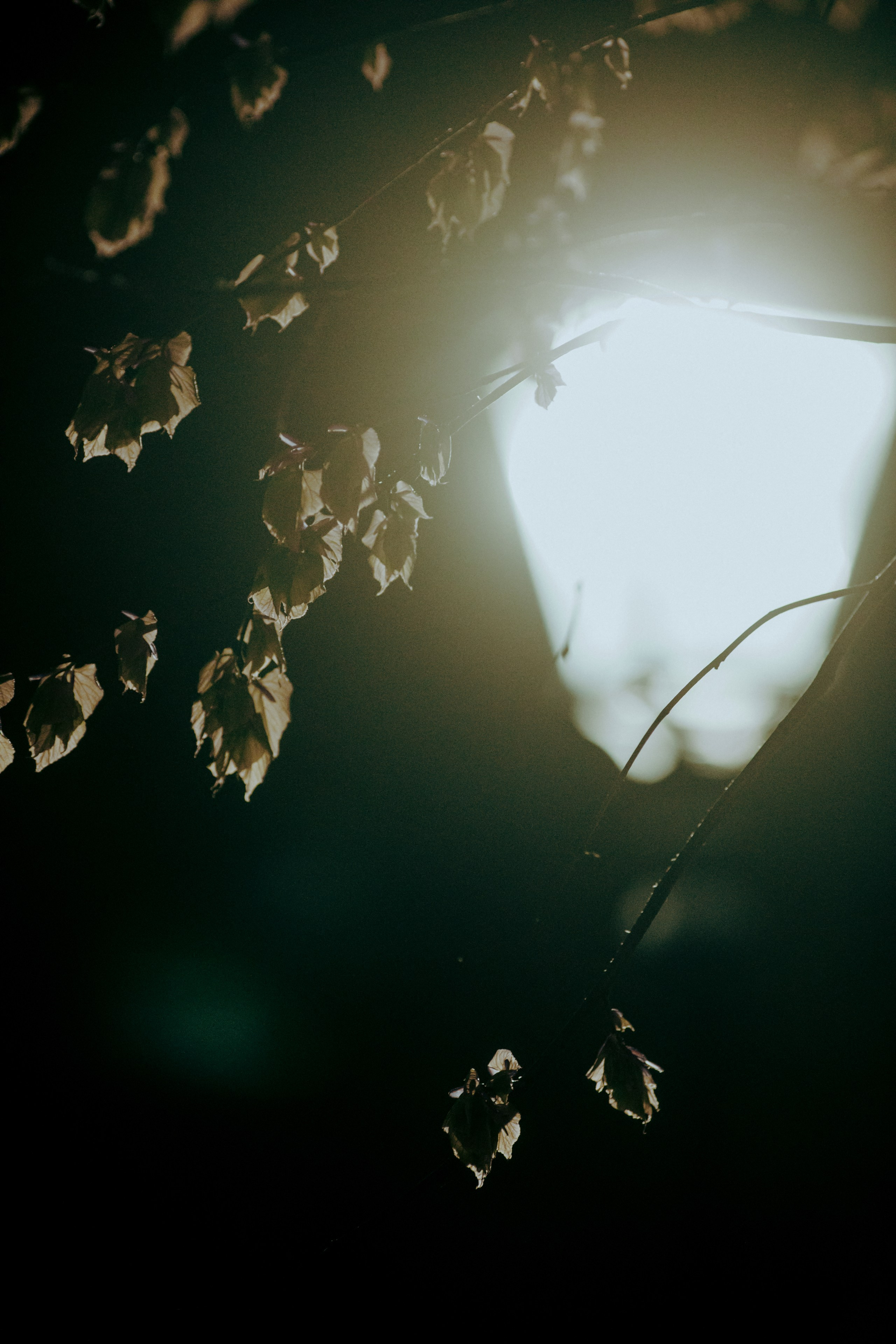 КБС. Фотограф Елена Богачева (lenalena_na_na_na)