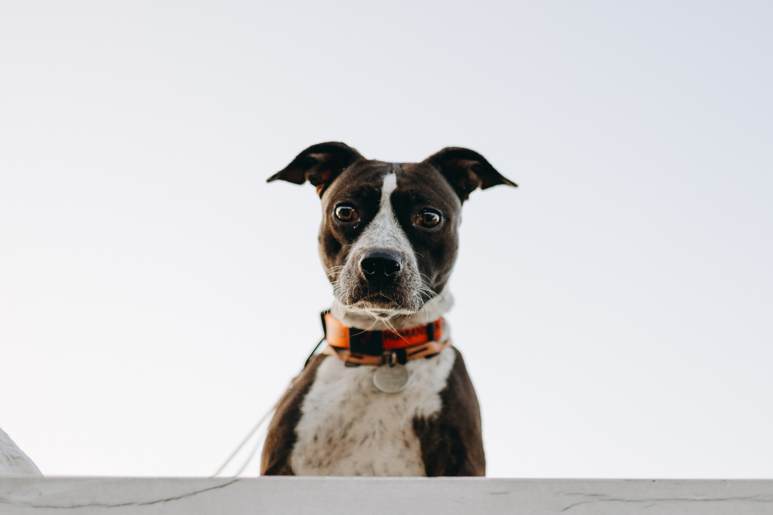 Татьяна, Сергей и их Булочка и Пончик. Фотограф — Анималист | Санкт-Петербург