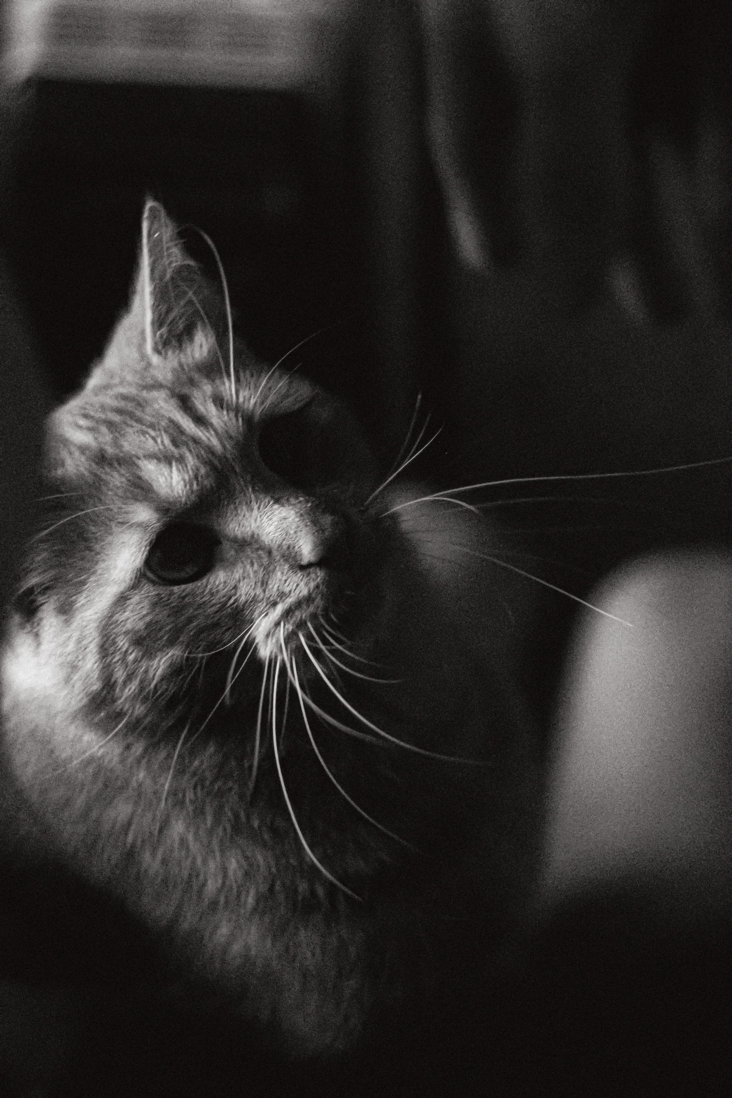 ERICA. Фотограф YODLUCE