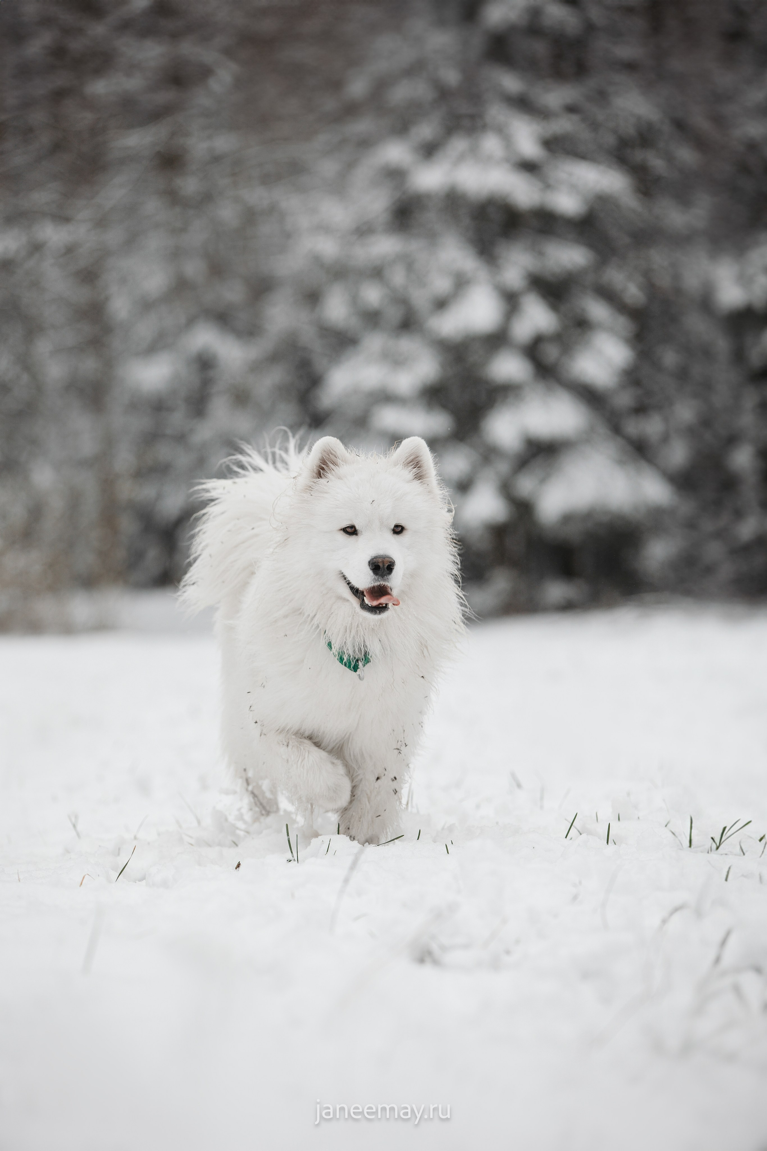 Фото собак, животных зимой. Фотограф анималист в Москве Майорова Евгения