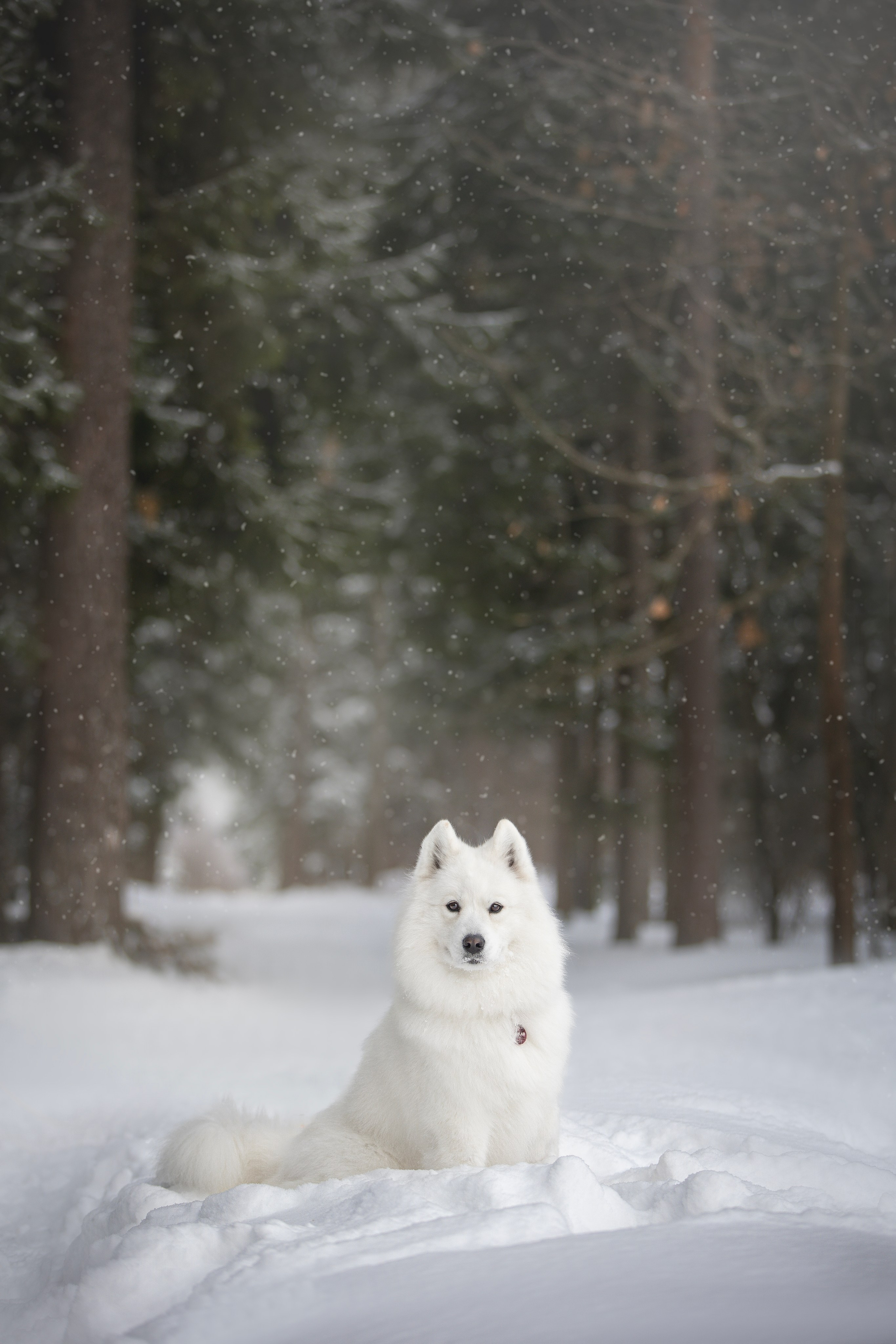 Руби, Николь, Кирилл и Мила. Фотограф анималист в Москве Майорова Евгения