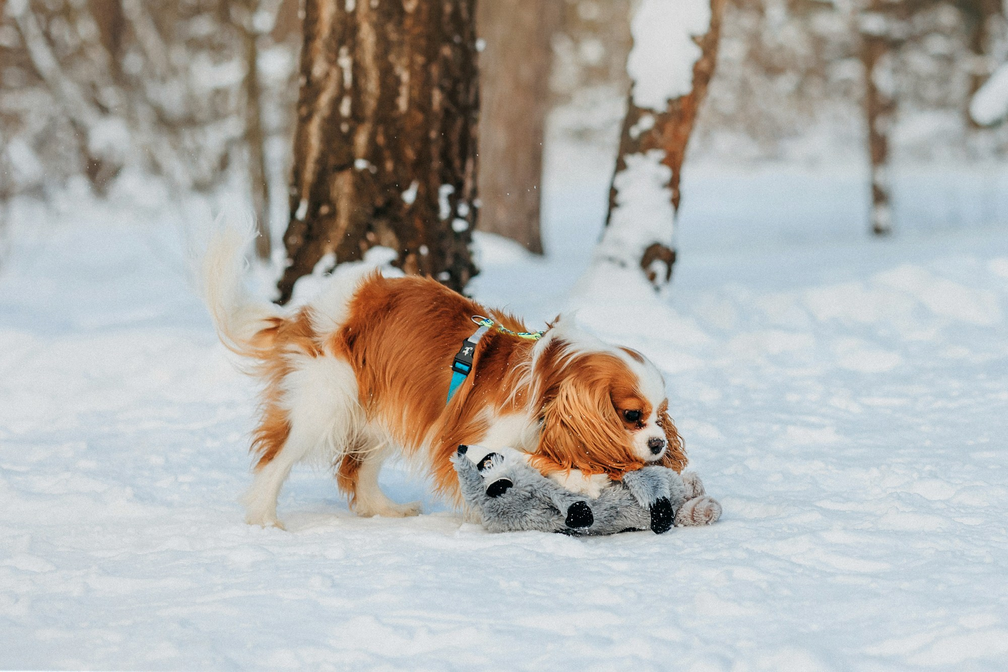 Юля, Илья и Майкл. Фотограф-анималист Елена Радченко, Москва