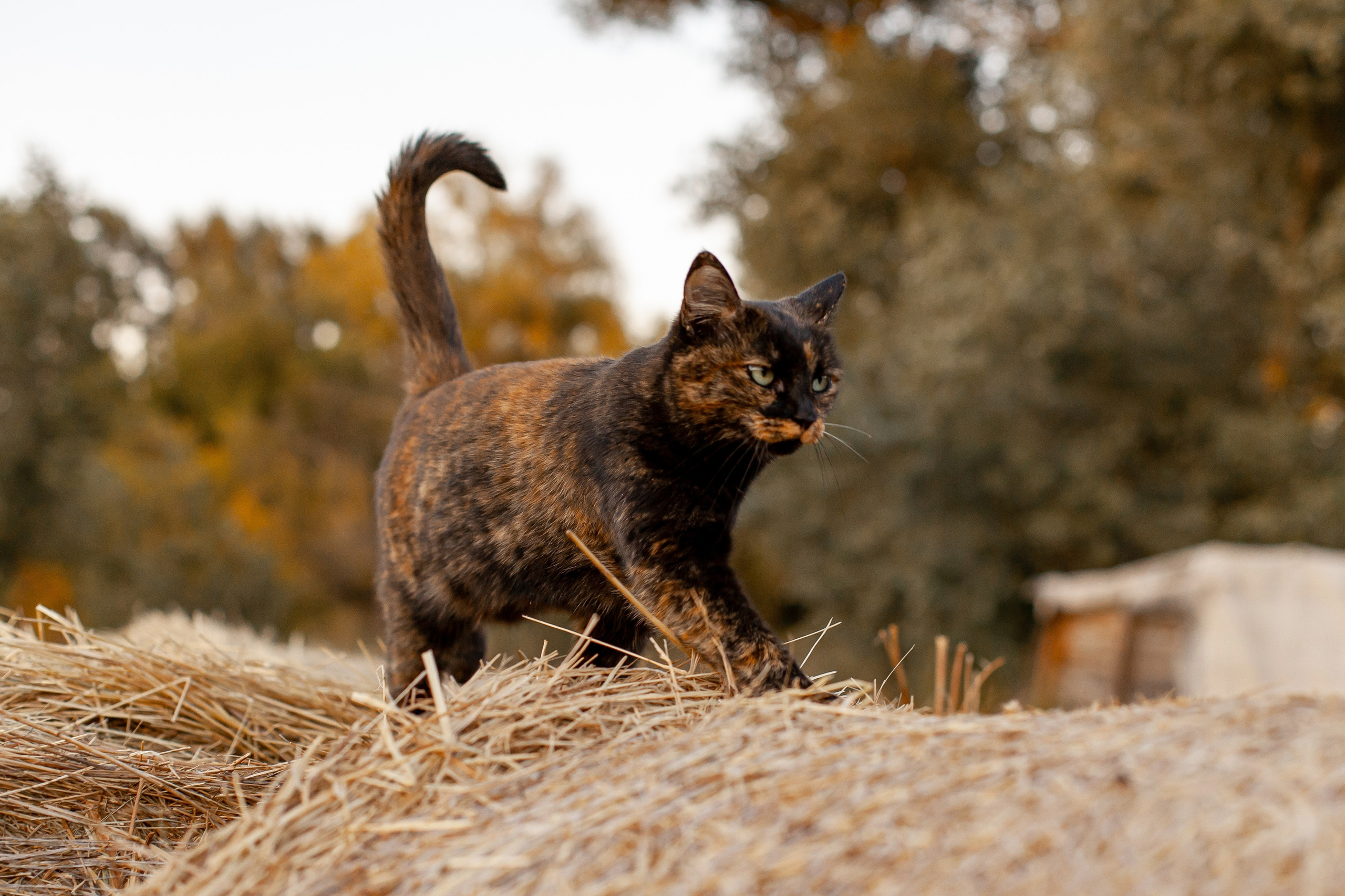 Ксения. Фотограф в Волгограде Норченко Светлана
