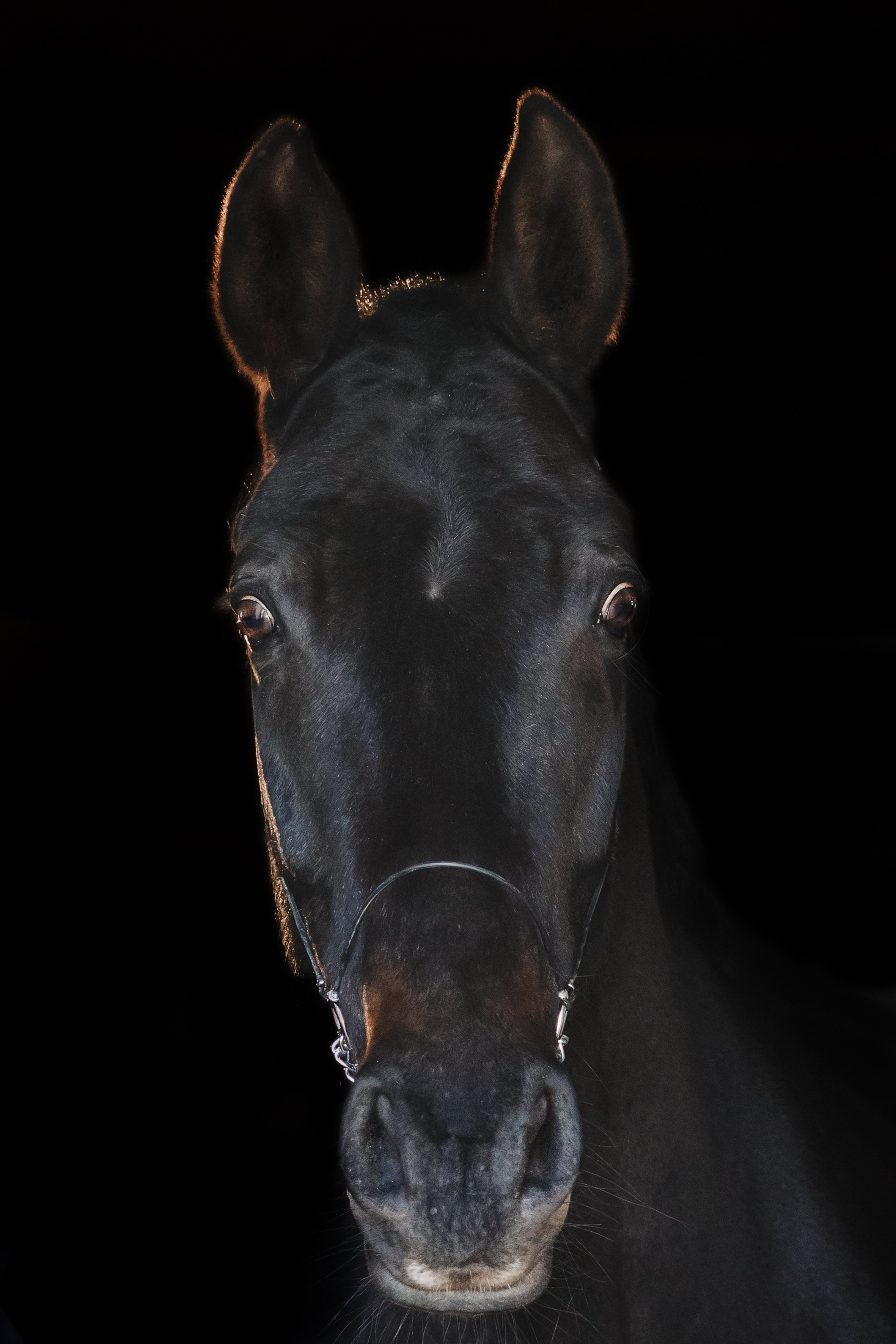 Life with horse. Saamill