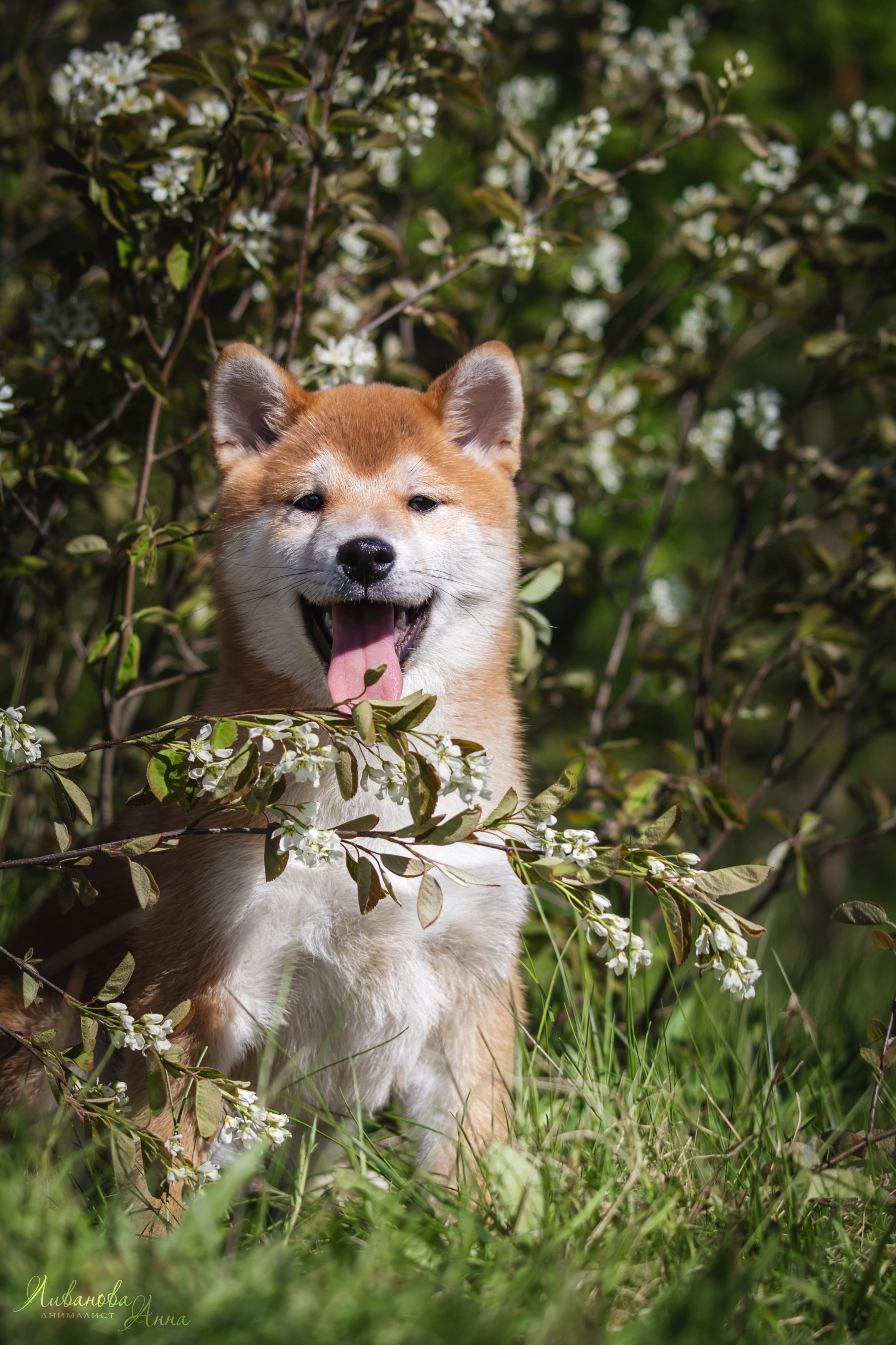 Сиба. Фотограф анималист Аня Ливанова | Рыбинск