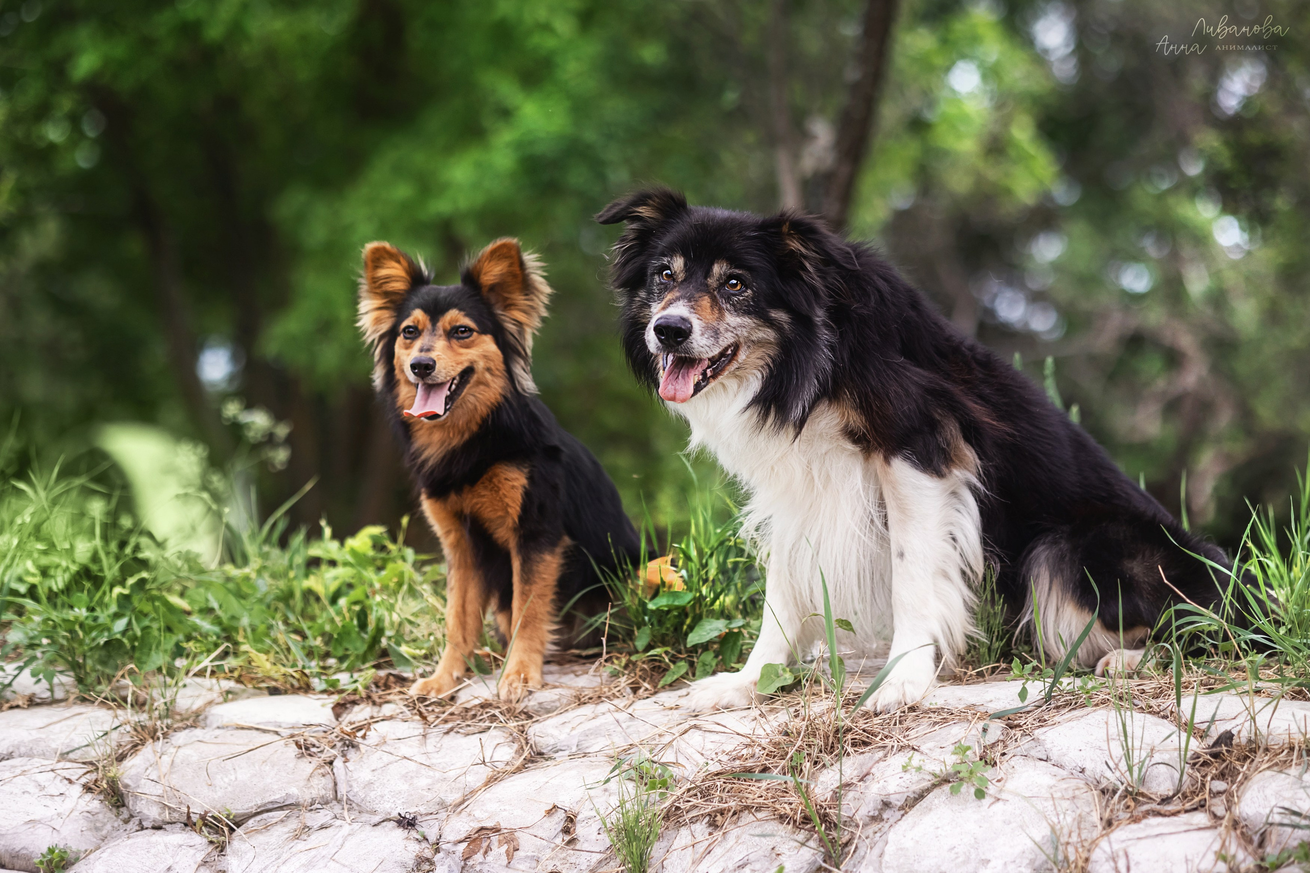 Рита и Ко. Фотограф анималист Аня Ливанова | Рыбинск