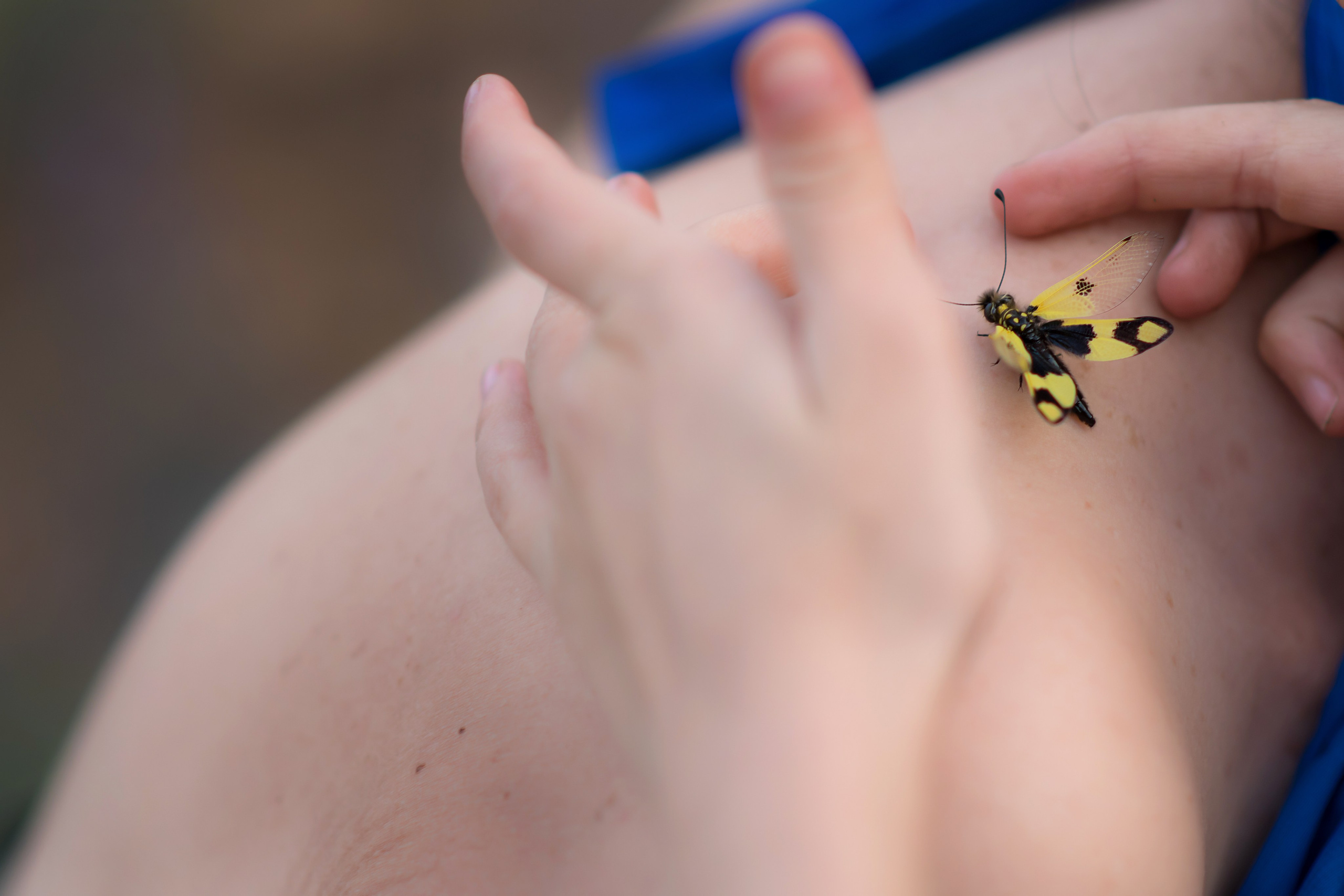 Лето. Фотограф Ольга Холина|Дебальцево