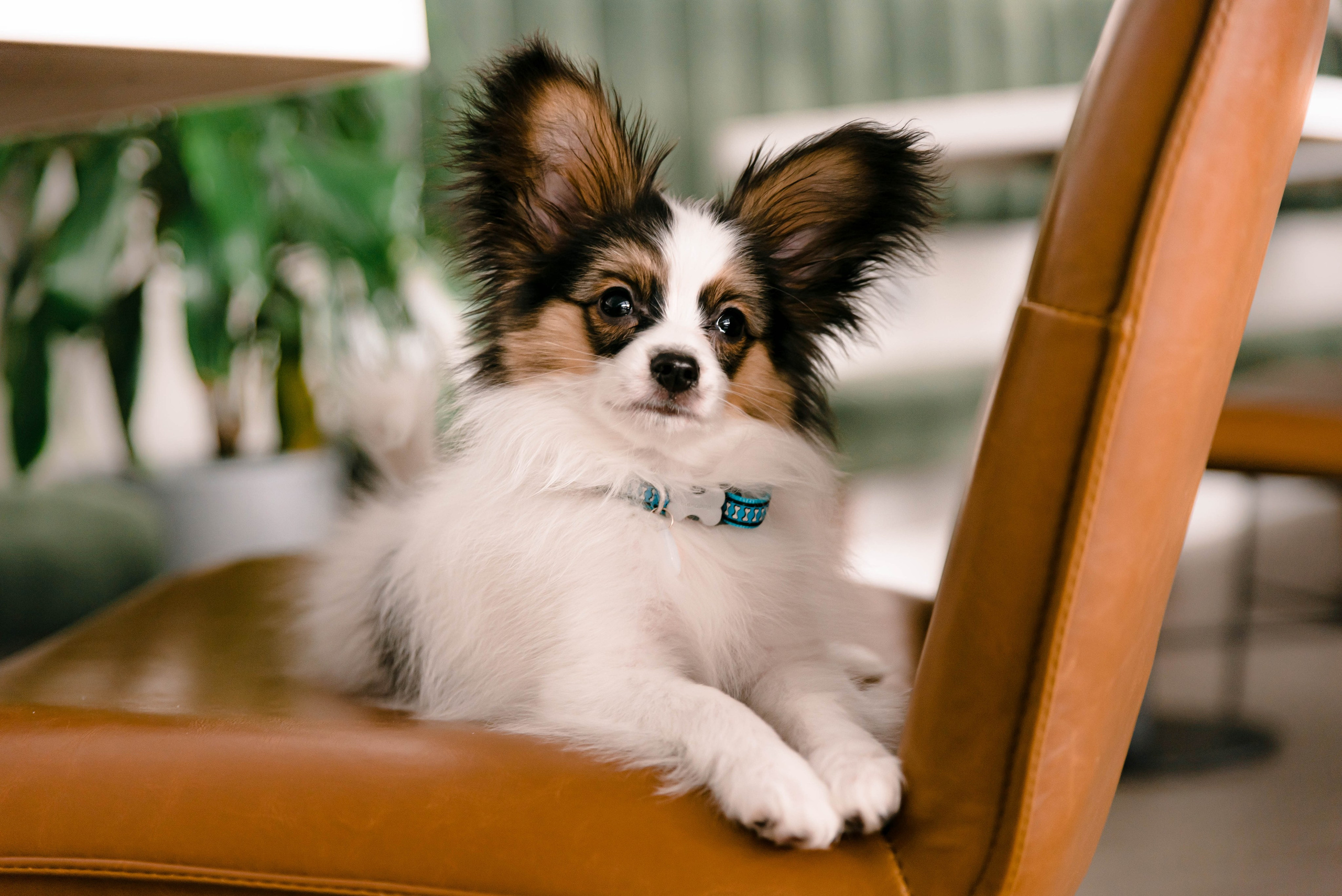 Настя, Света и Папийон Луней. Главная