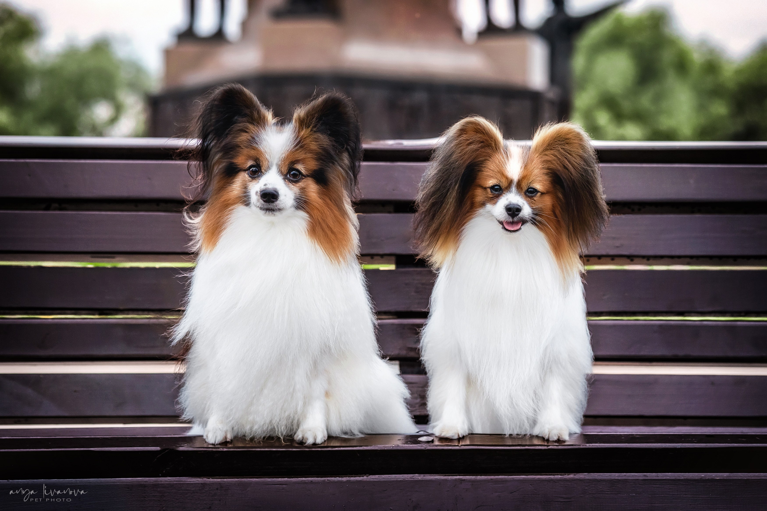 Елена и папийоны. Фотограф анималист Аня Ливанова | Рыбинск