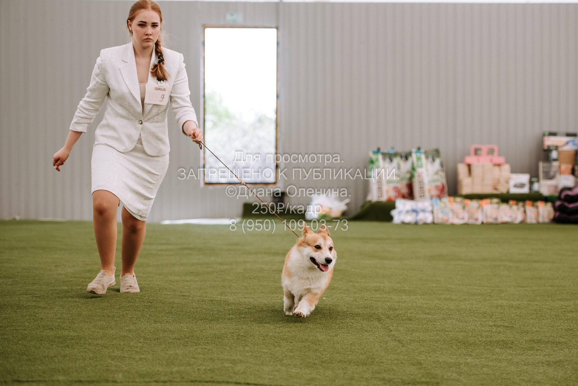 Выставка собак Красноярск 2.06. Фотограф Диана Оленина Красноярск / Братск